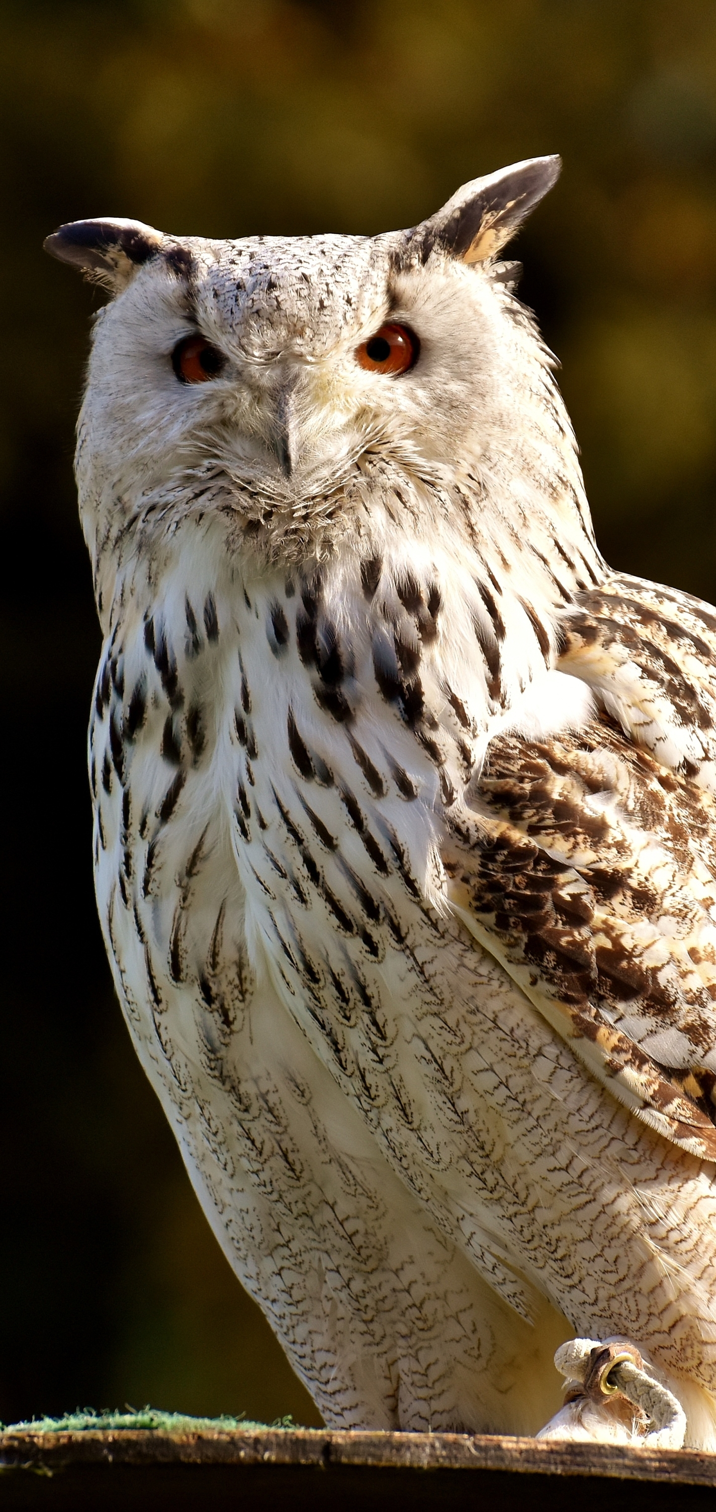 Téléchargez gratuitement l'image Animaux, Oiseau, Hibou, Des Oiseaux sur le bureau de votre PC