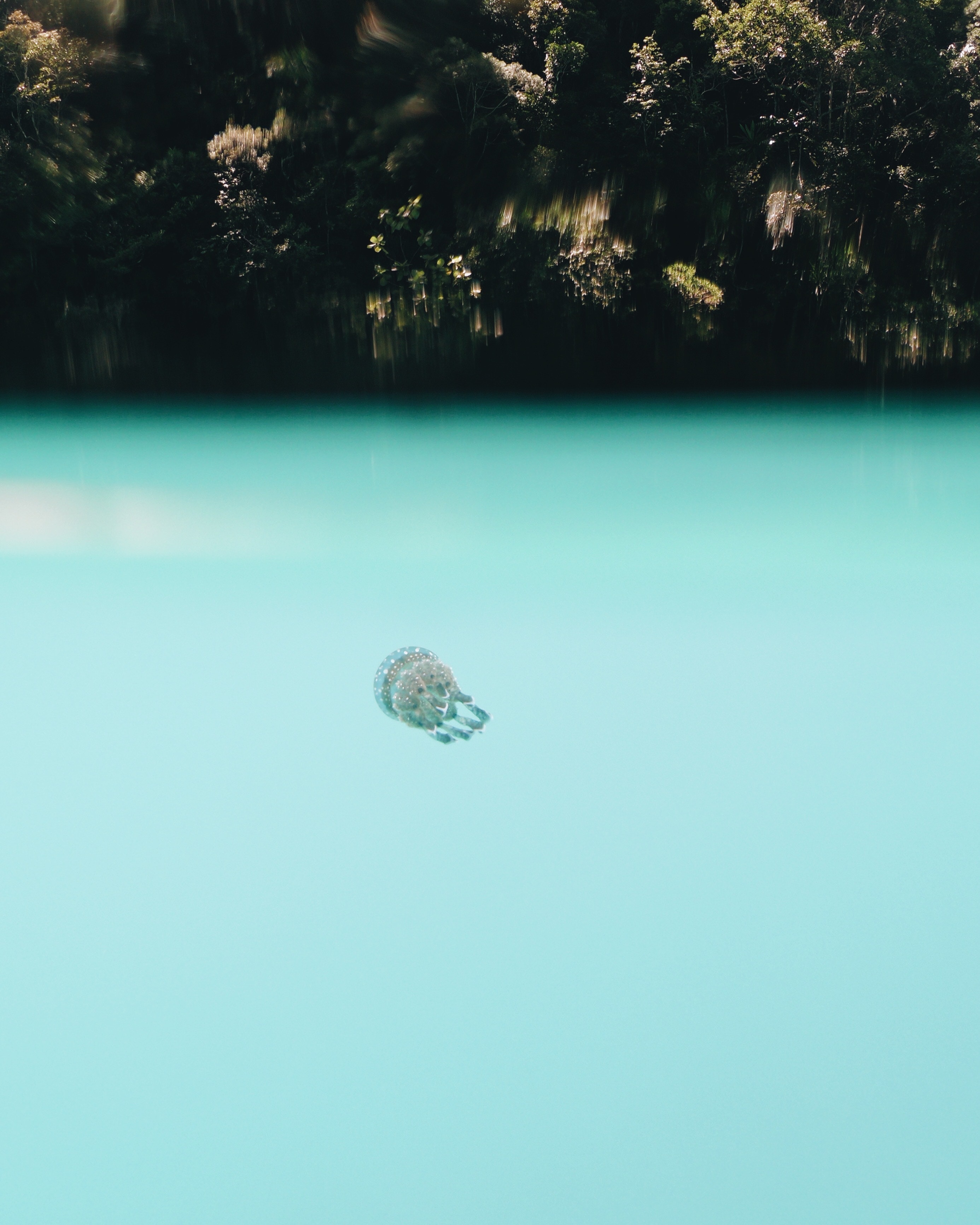 107294 скачать картинку подводный мир, голубой, животные, вода, медуза, глубина - обои и заставки бесплатно