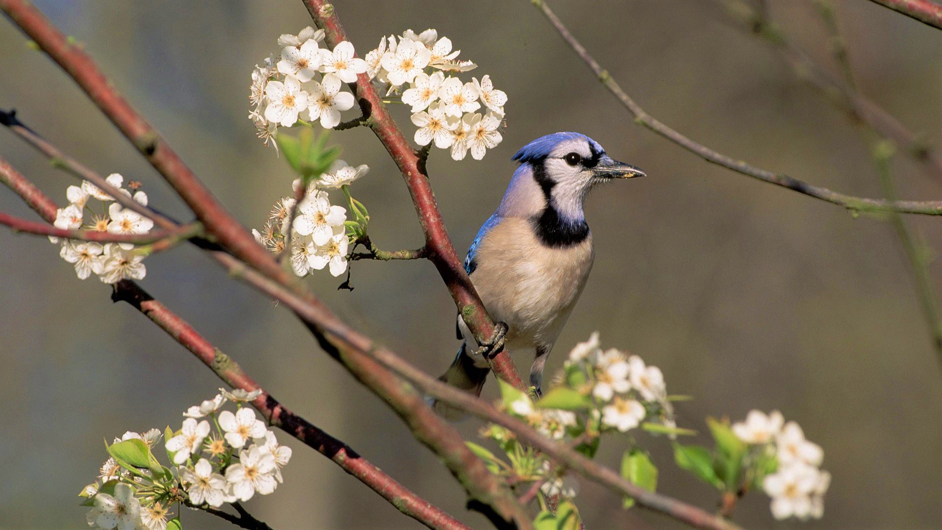 Download mobile wallpaper Birds, Flower, Branch, Animal, Blue Jay for free.