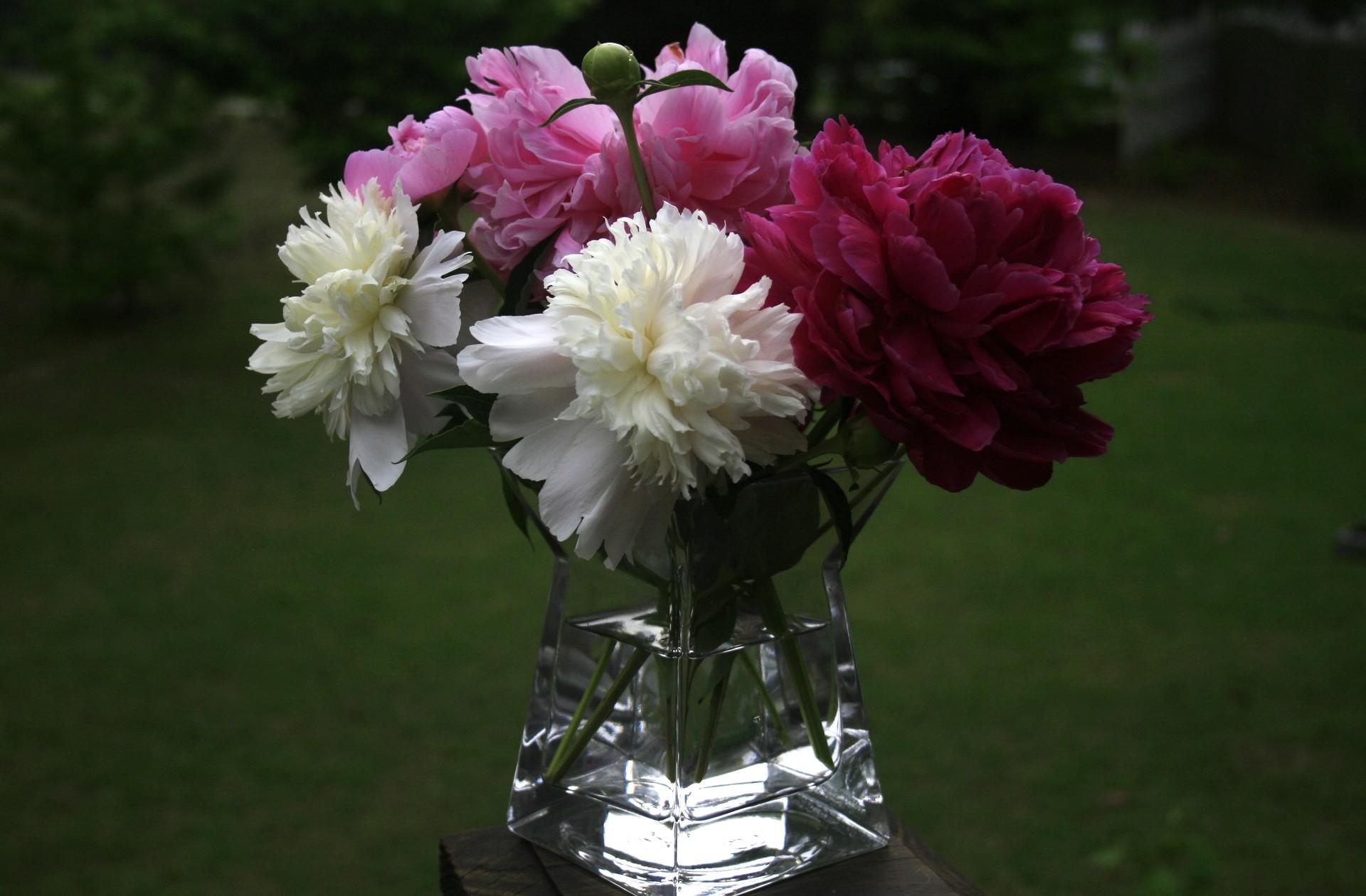 Téléchargez gratuitement l'image Vase, Fermer, Fleurs, Gros Plan, Bouquet, Pivoines sur le bureau de votre PC