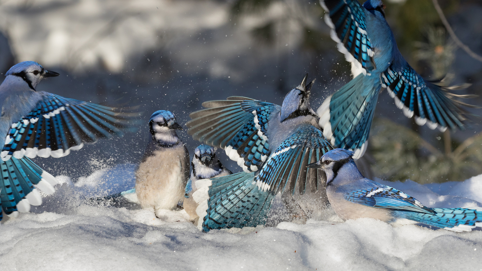 Скачать обои бесплатно Животные, Зима, Птицы, Снег, Голубая Сойка картинка на рабочий стол ПК