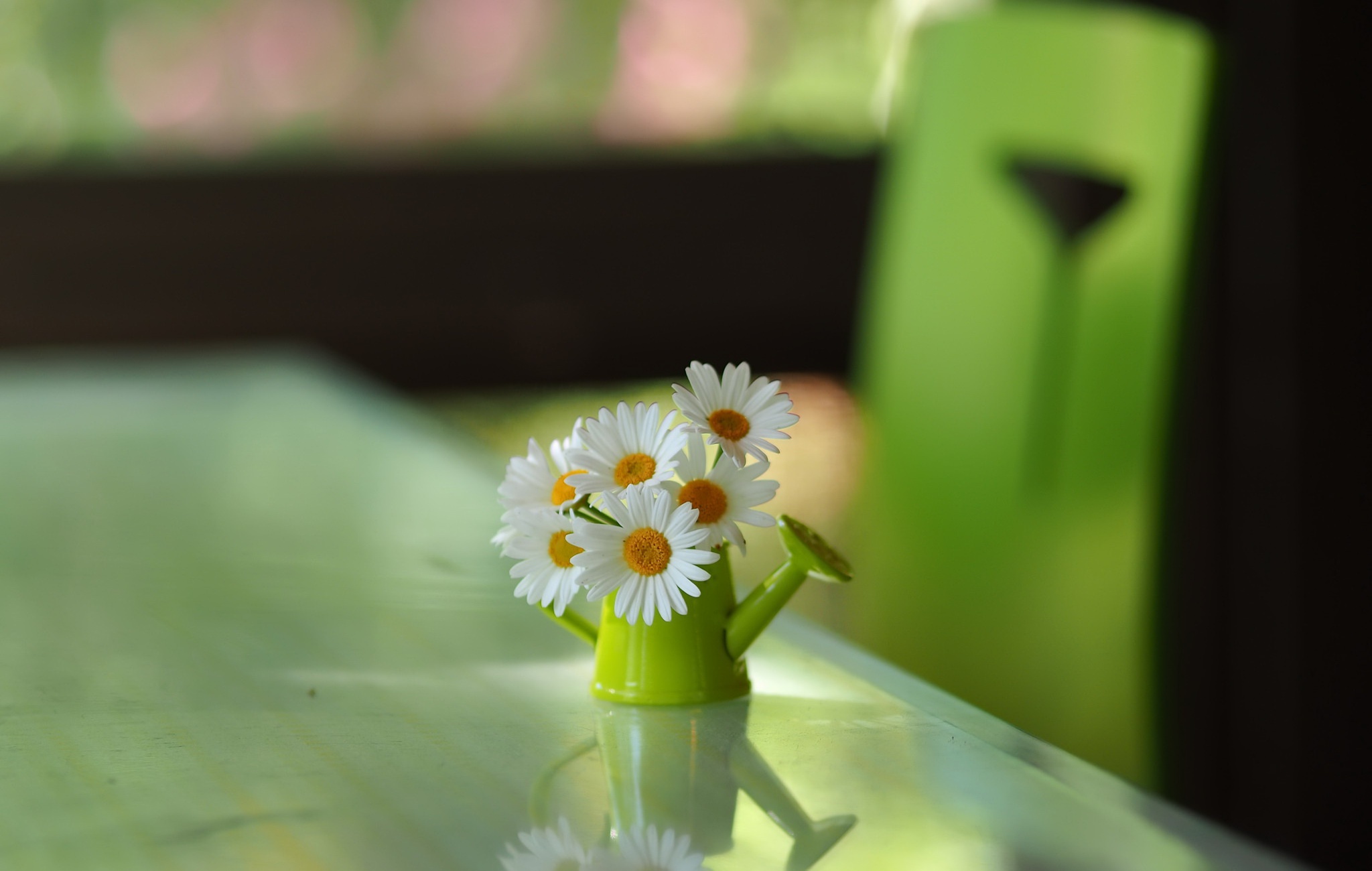 Download mobile wallpaper Flower, Chamomile, Man Made for free.