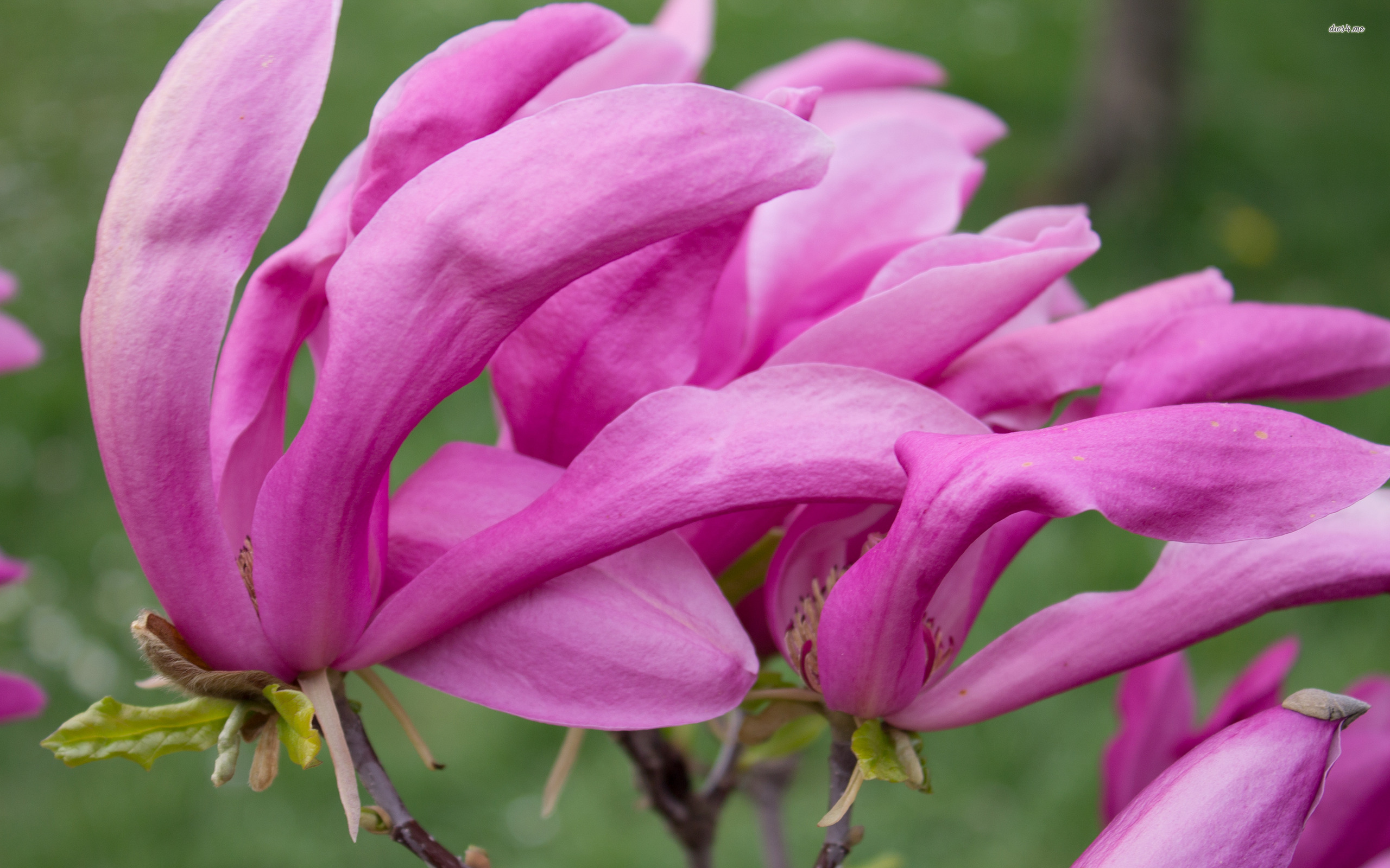 Descarga gratuita de fondo de pantalla para móvil de Flores, Flor, Tierra/naturaleza.