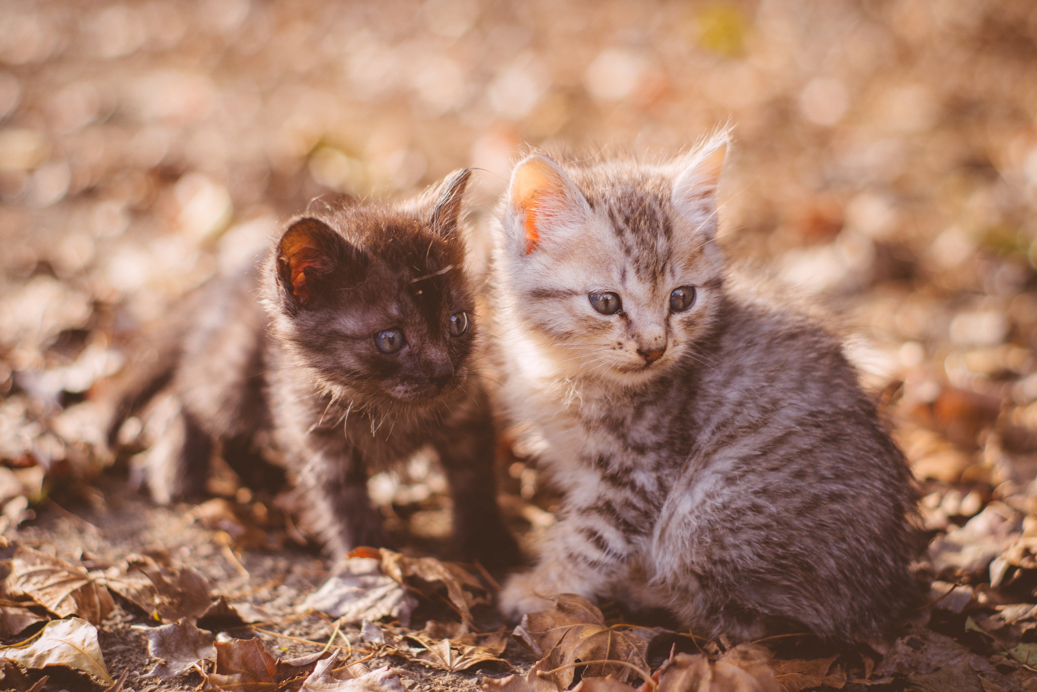 Laden Sie das Tiere, Katzen, Katze, Kätzchen, Bokeh, Tierbaby-Bild kostenlos auf Ihren PC-Desktop herunter