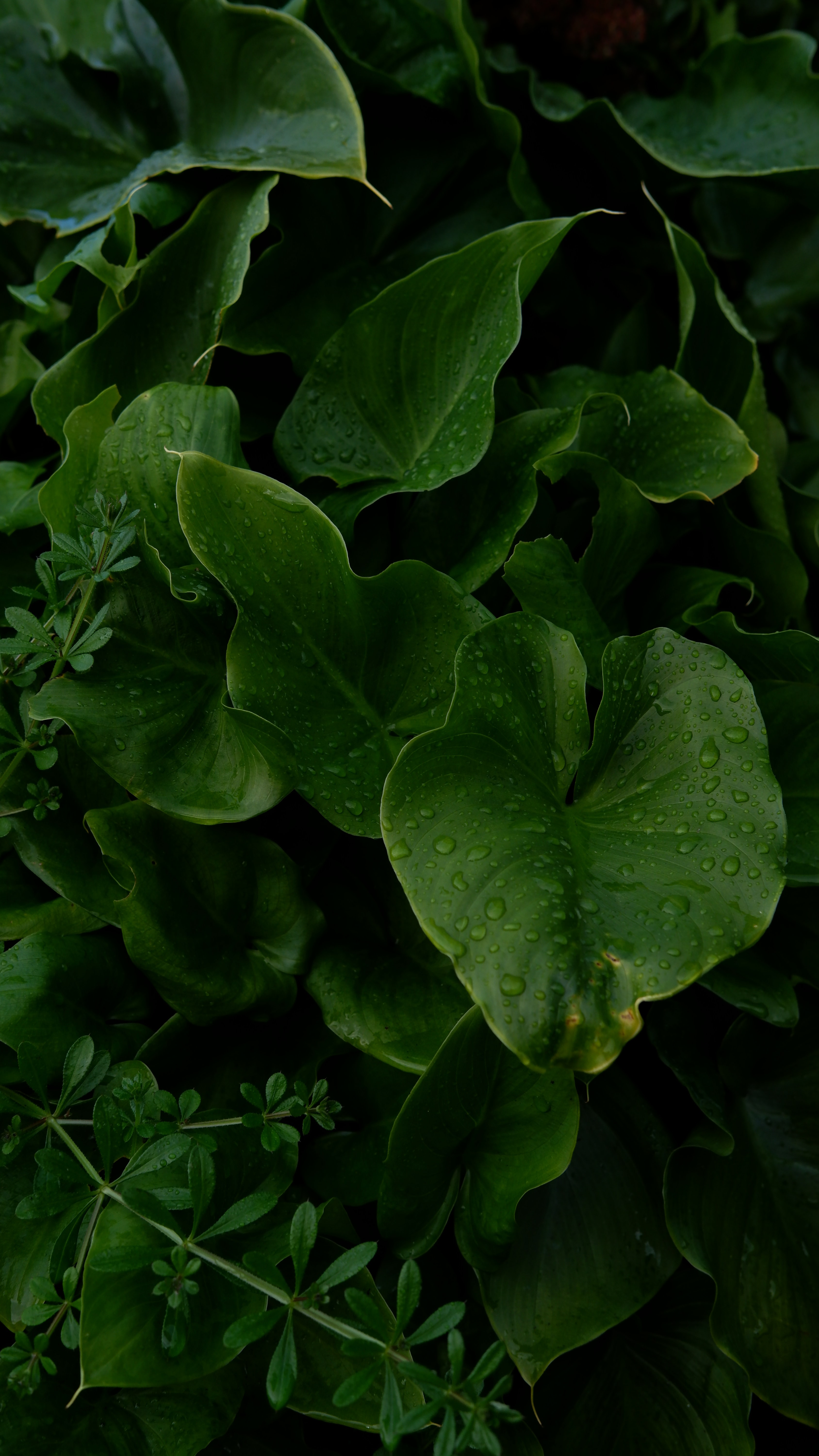 leaves, green, plants, drops, macro, wet