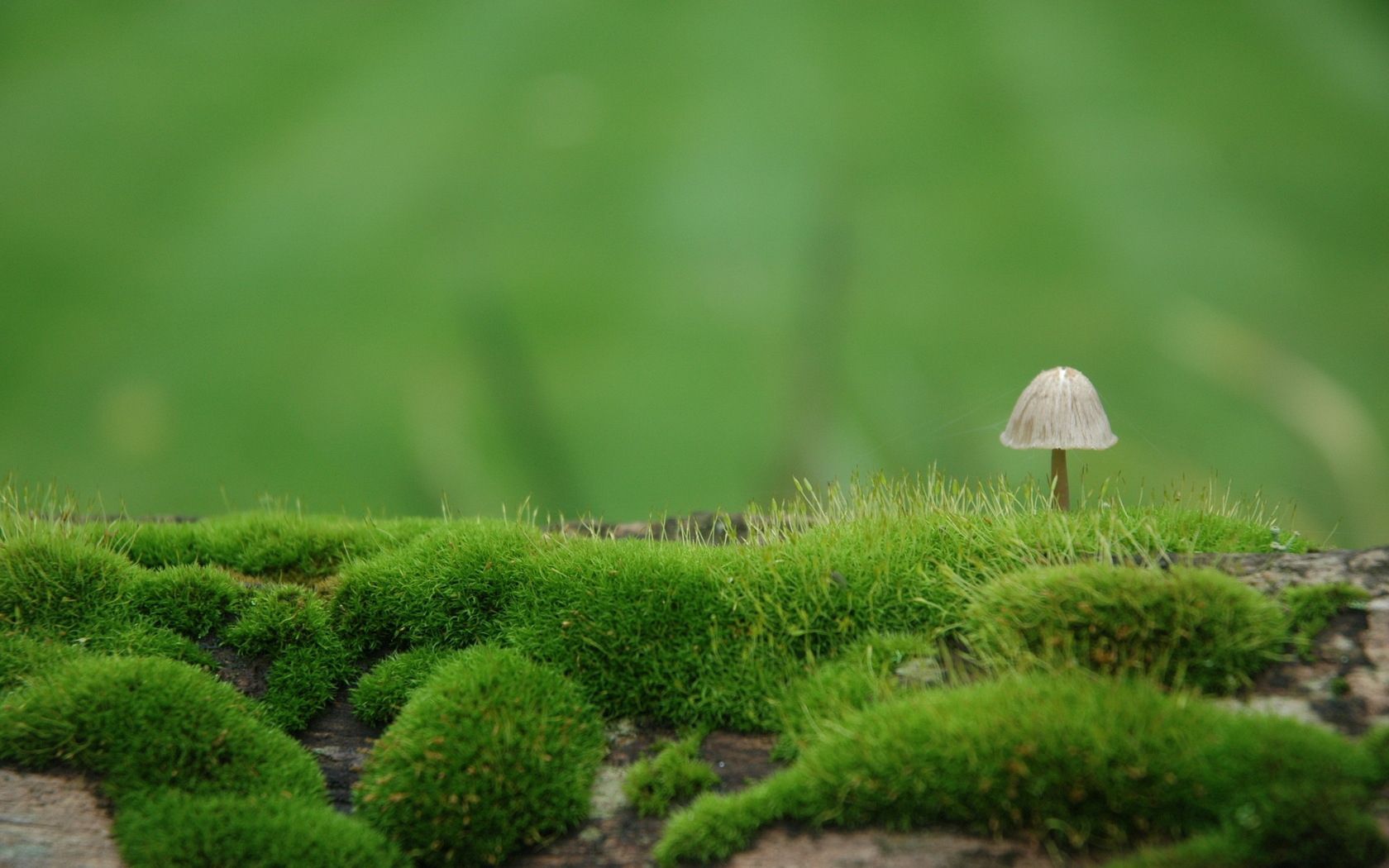 blur, mushroom, green, nature, moss wallpapers for tablet