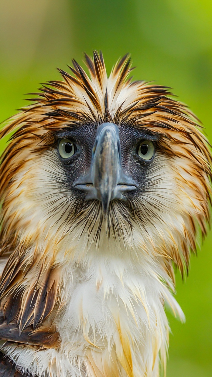 無料モバイル壁紙動物, 鳥, 嘴, 鷲, 猛禽, 見詰める, フィリピンイーグルをダウンロードします。