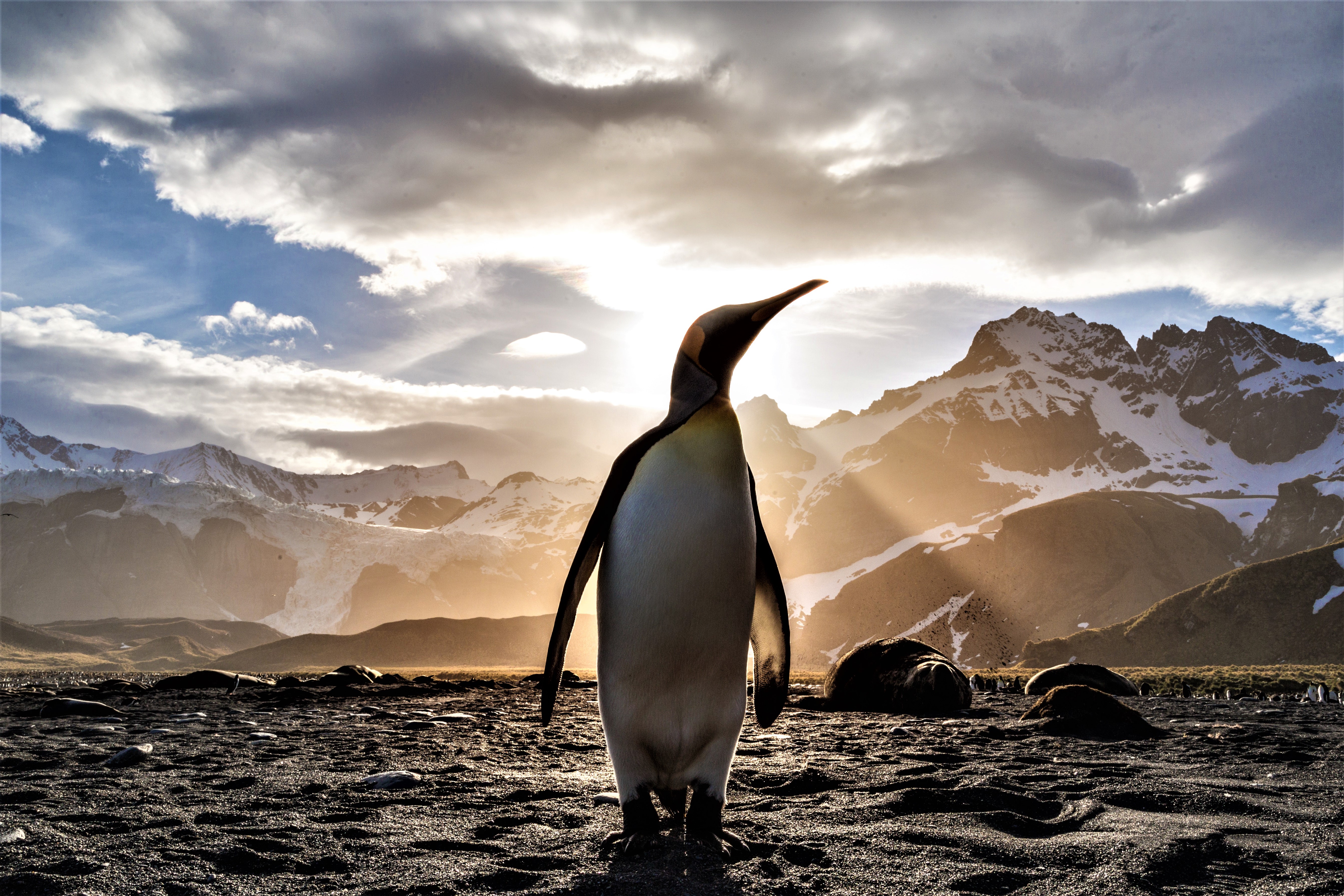 437503 Hintergrundbild herunterladen tiere, pinguin, vogel, kaiserpinguin, sonnenstrahl, vögel - Bildschirmschoner und Bilder kostenlos