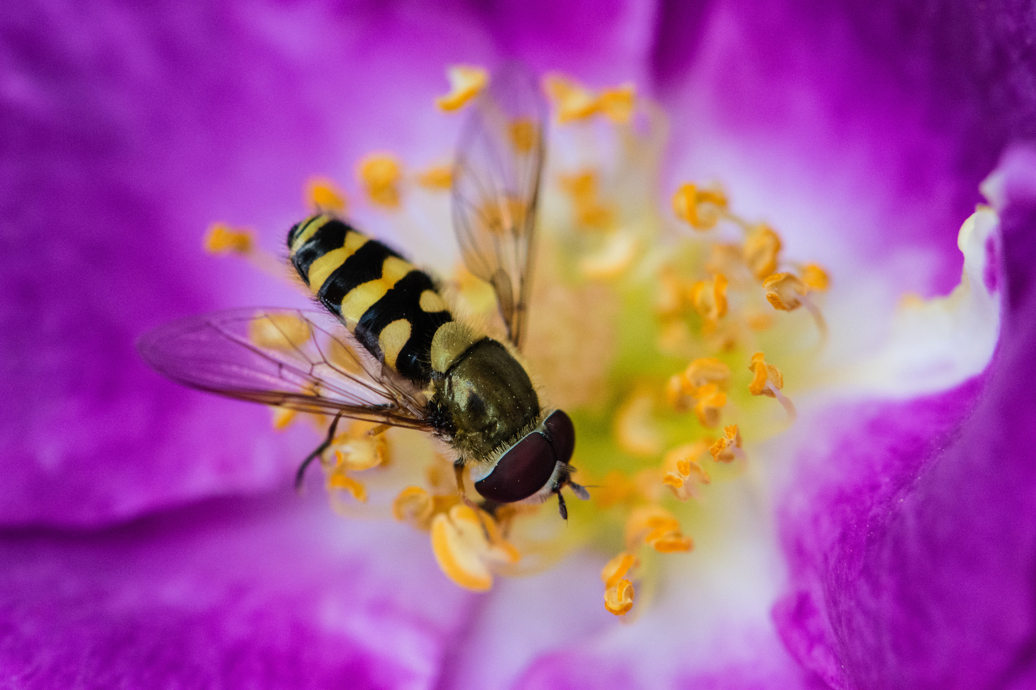 Download mobile wallpaper Insects, Flower, Macro, Blur, Insect, Bee, Animal for free.