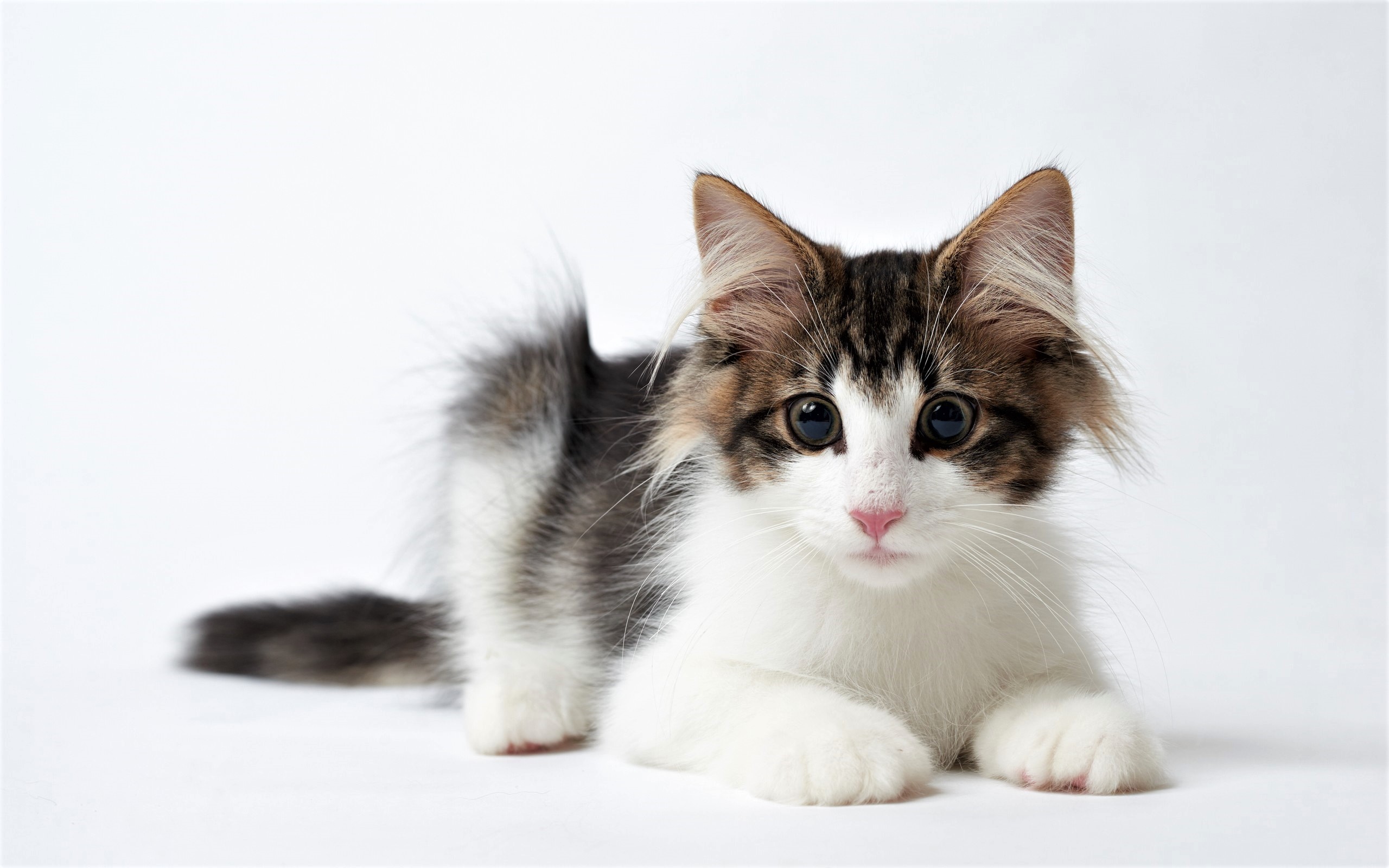 Free download wallpaper Cats, Cat, Kitten, Animal, Cute, Baby Animal on your PC desktop