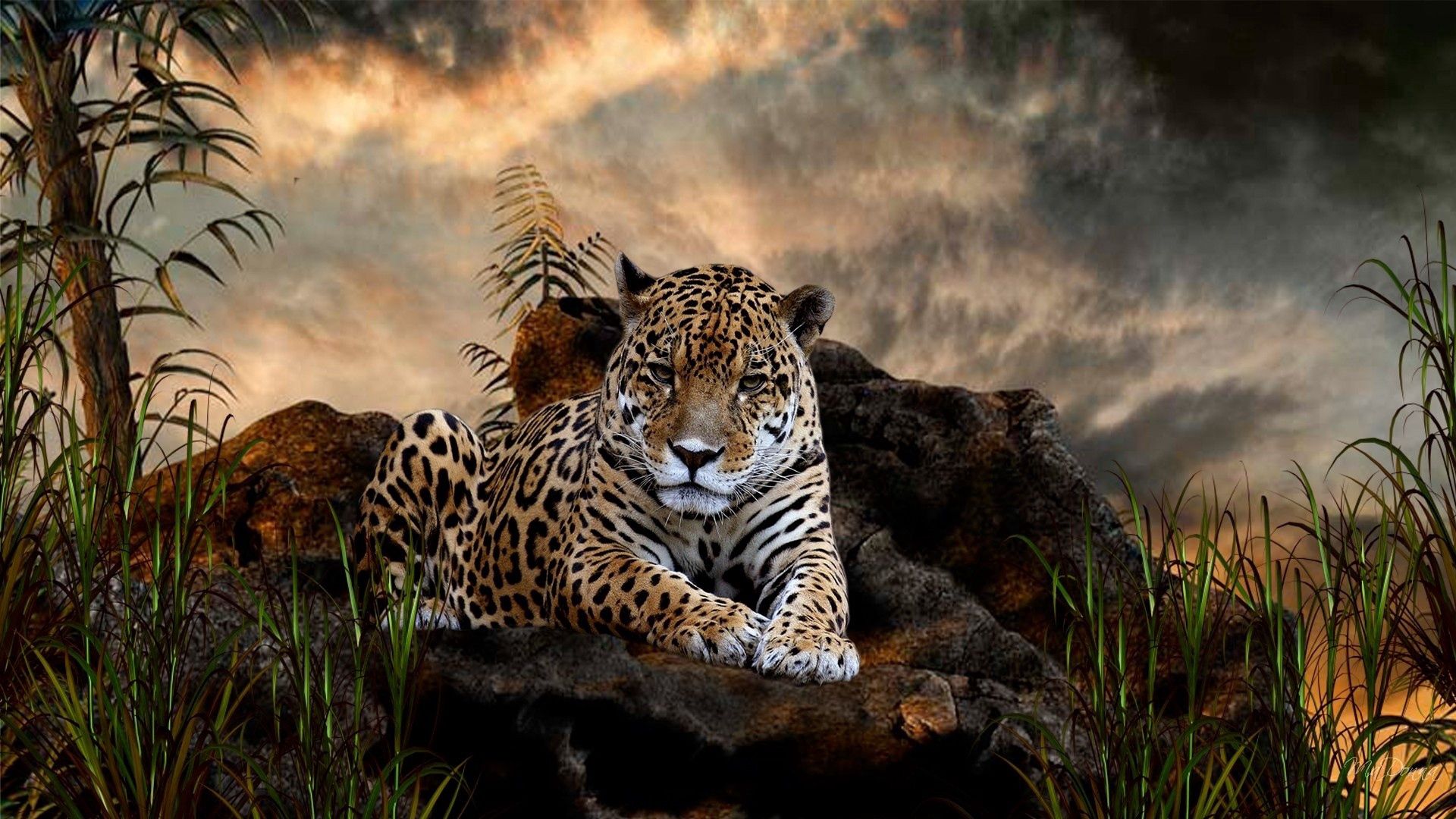 105933 скачать обои трава, лежать, большая кошка, хищник, леопард, животные, камни - заставки и картинки бесплатно