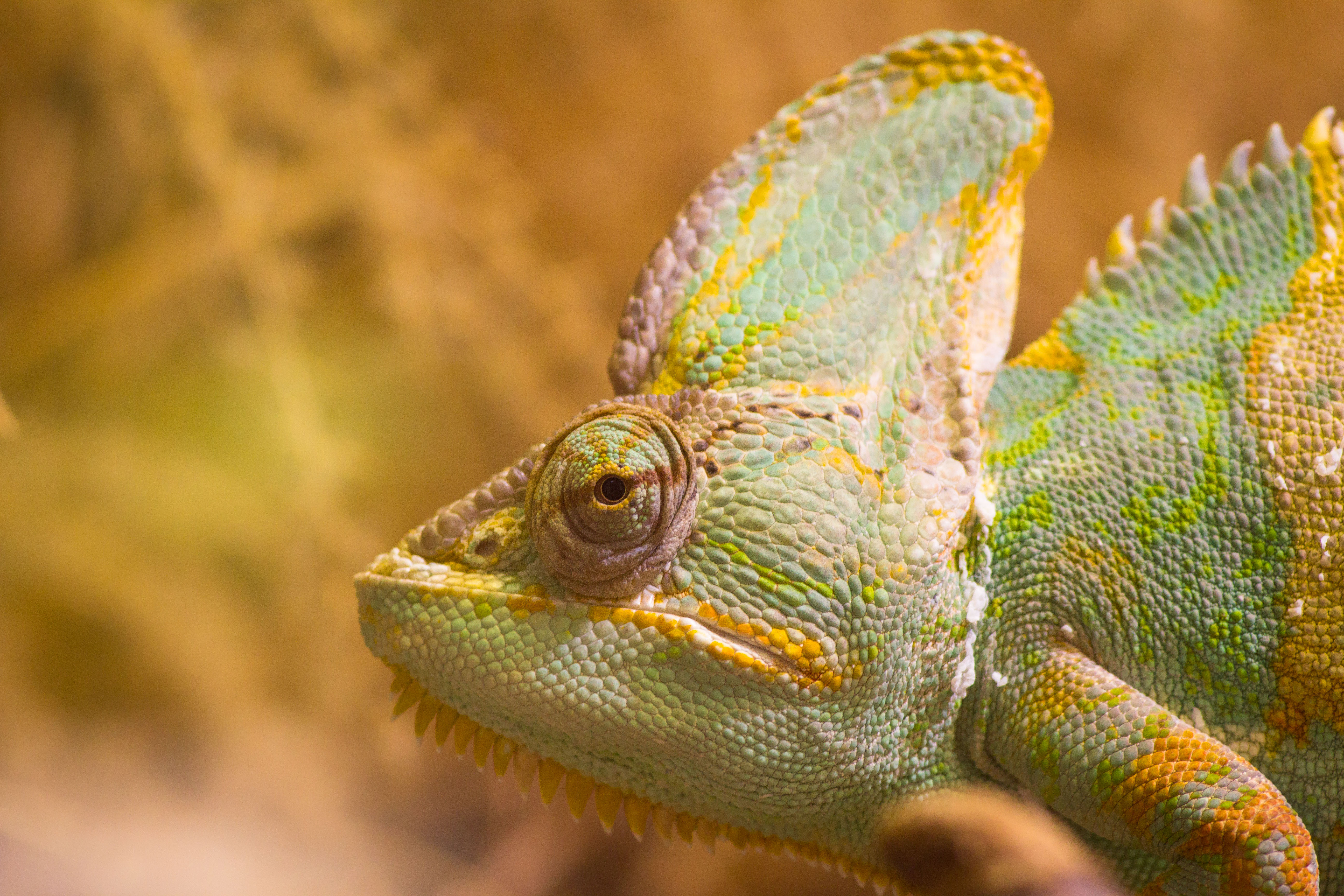 Download mobile wallpaper Animal, Lizard, Chameleon, Reptiles, Eye for free.