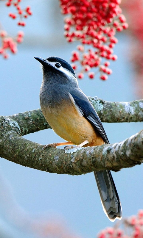 Descarga gratuita de fondo de pantalla para móvil de Animales, Aves, Ave.