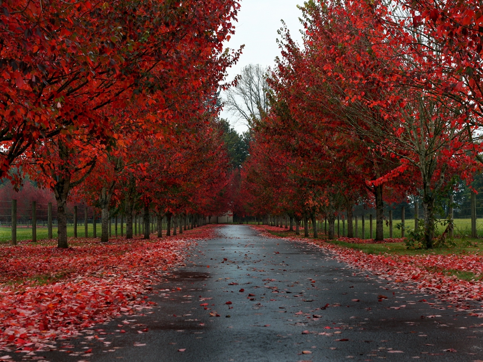 autumn, roads, landscape, trees