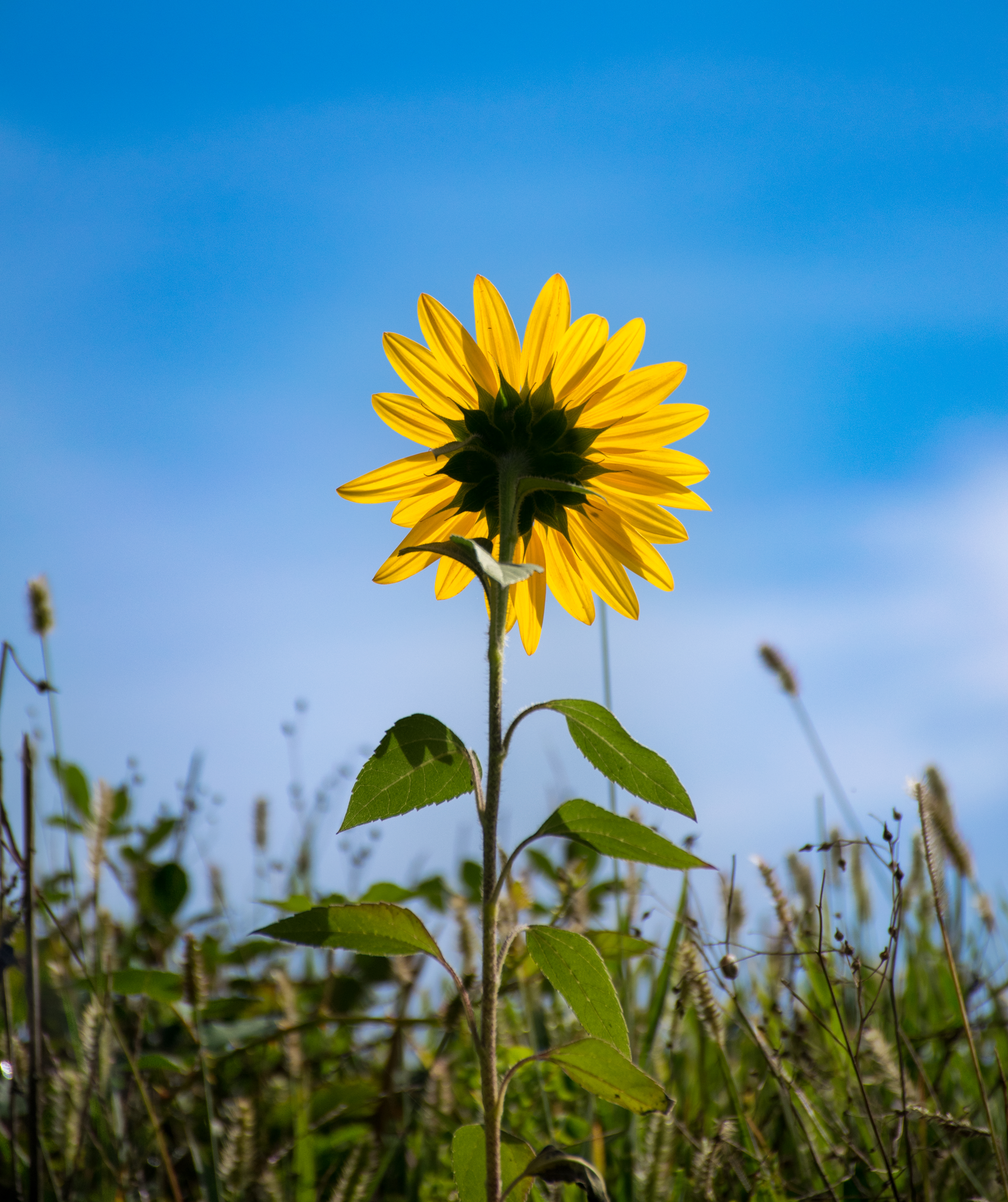 Laden Sie das Blumen, Blume, Blütenblätter, Feld, Sonnenblume-Bild kostenlos auf Ihren PC-Desktop herunter