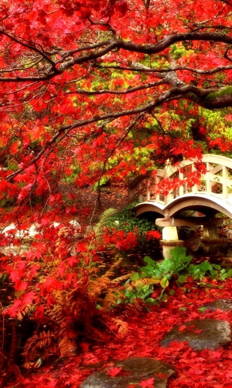 Handy-Wallpaper Herbst, Kanada, Baum, Blatt, Brücke, Garten, Britisch Kolumbien, Brücken, Menschengemacht, Japanischer Garten, Ahornbaum kostenlos herunterladen.