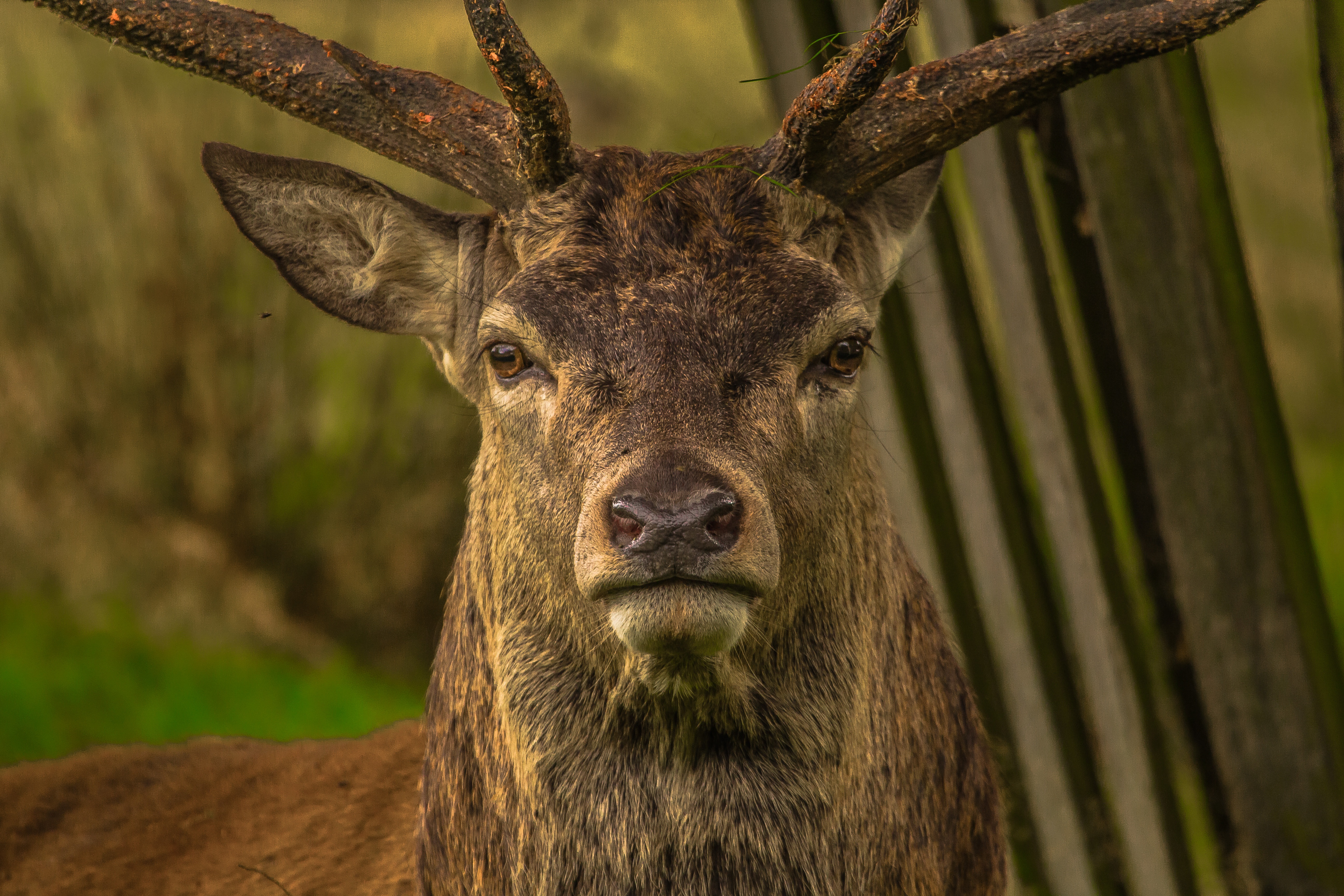 Free download wallpaper Muzzle, Sight, Opinion, Horns, Animals, Deer on your PC desktop