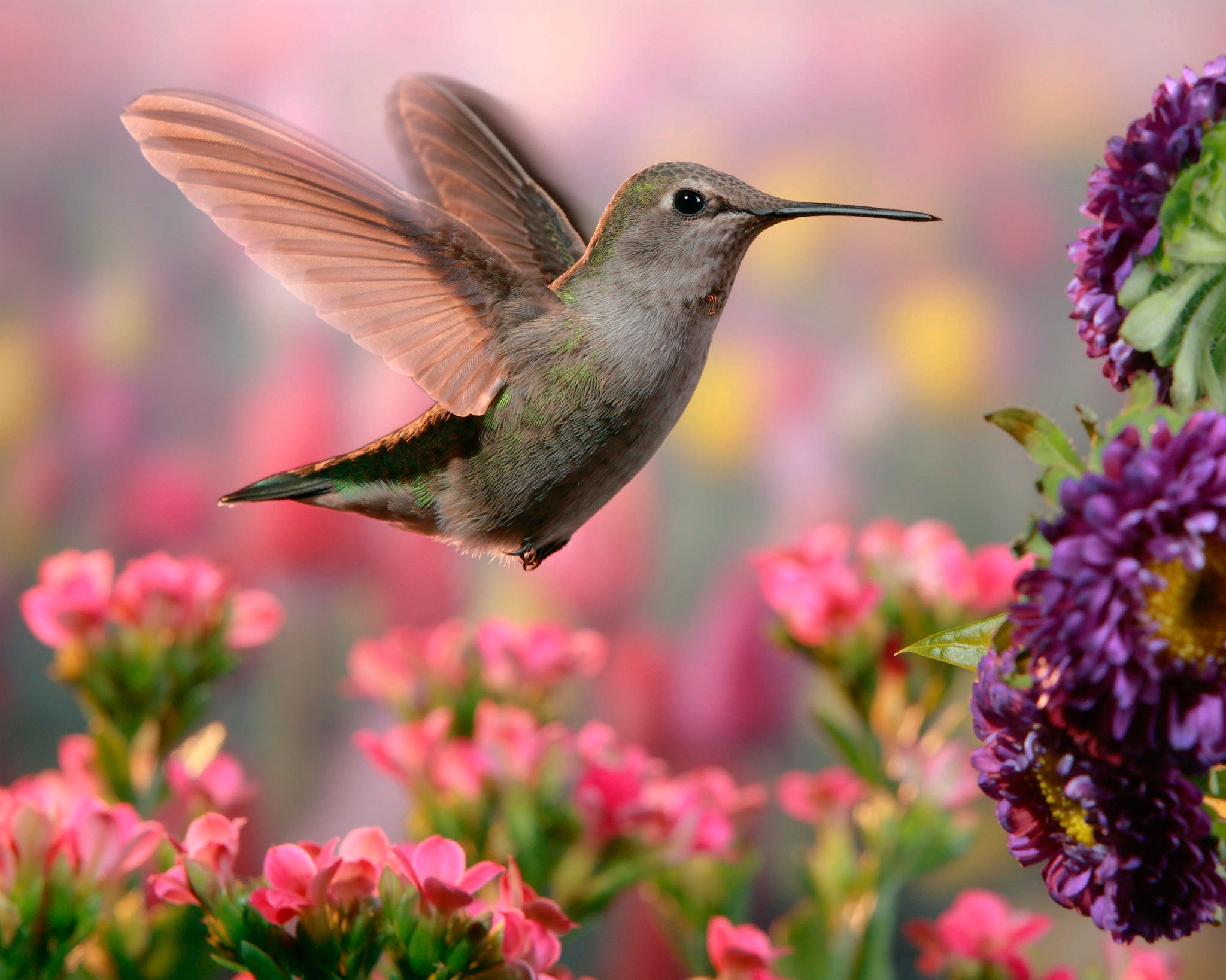 Free download wallpaper Birds, Flower, Bird, Animal, Pink Flower, Hummingbird on your PC desktop