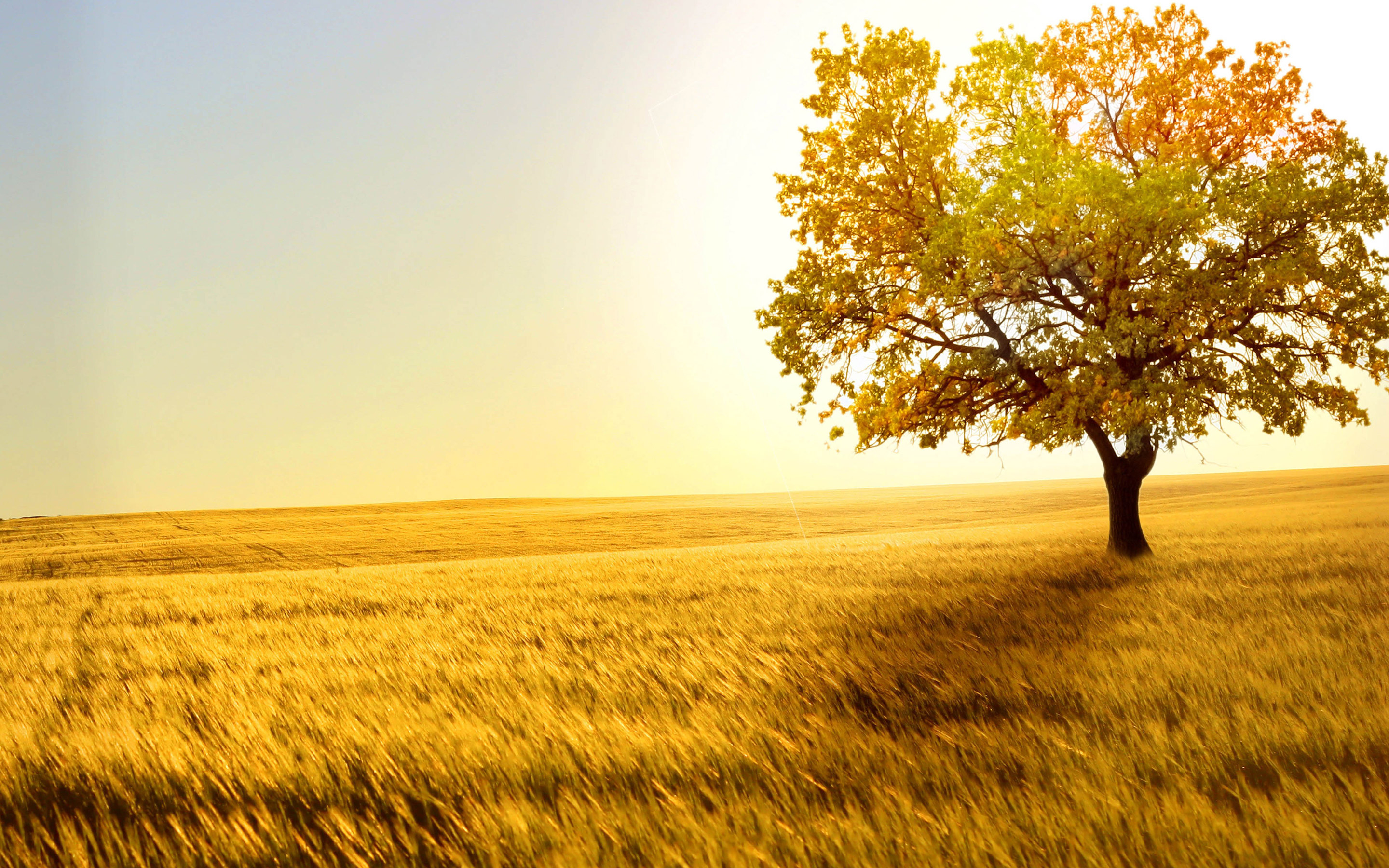 Free download wallpaper Landscape, Nature, Trees, Tree, Earth, Field, Sunny, Lonely Tree on your PC desktop