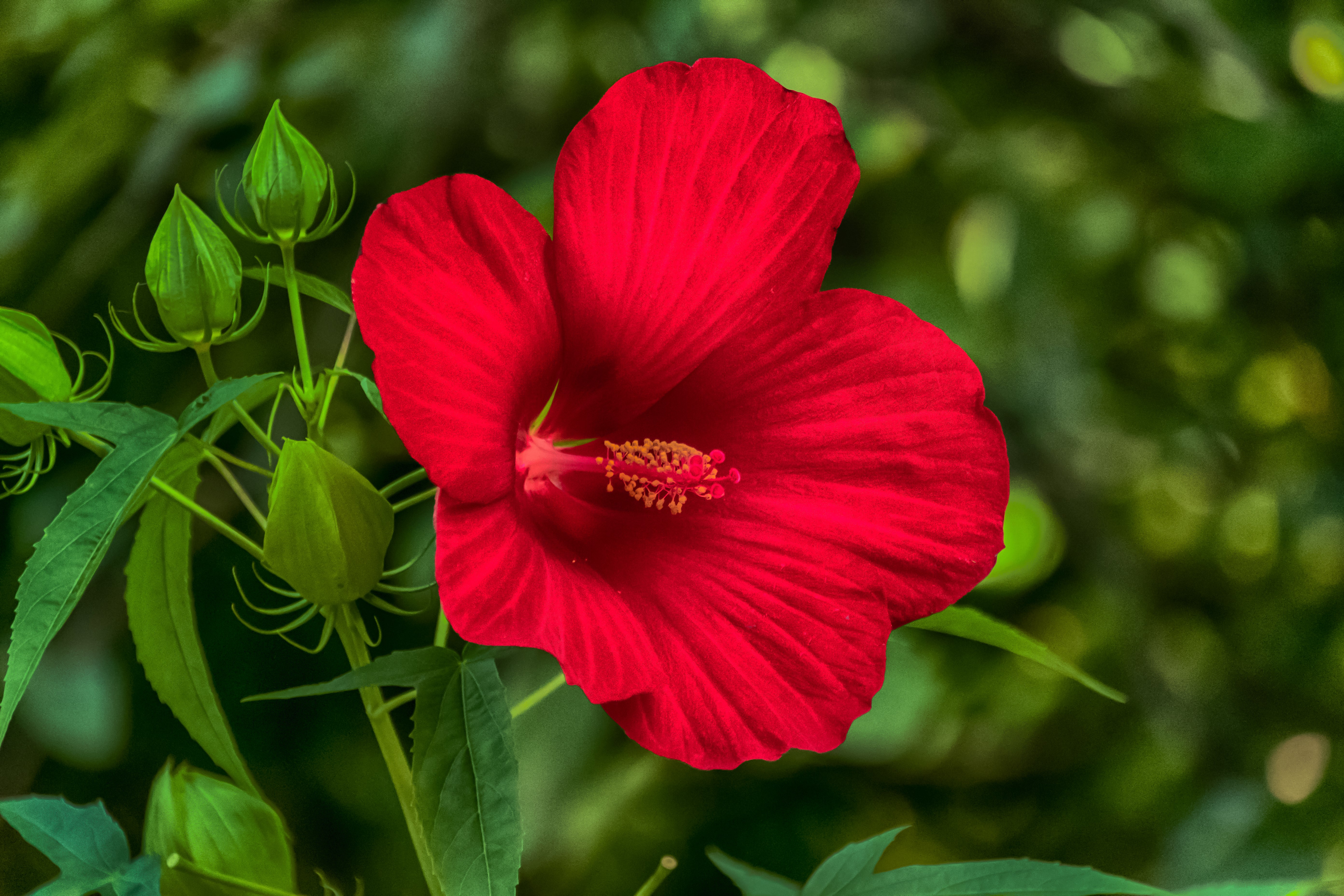 Laden Sie das Blumen, Blume, Hibiskus, Rote Blume, Erde/natur-Bild kostenlos auf Ihren PC-Desktop herunter