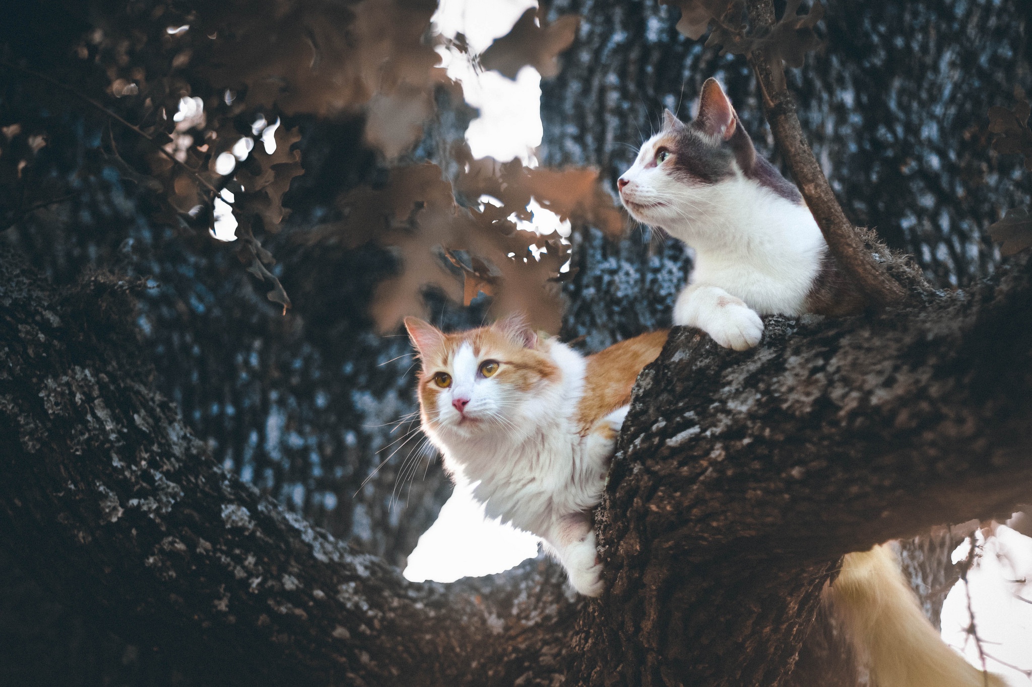 Handy-Wallpaper Katze, Katzen, Tiere kostenlos herunterladen.