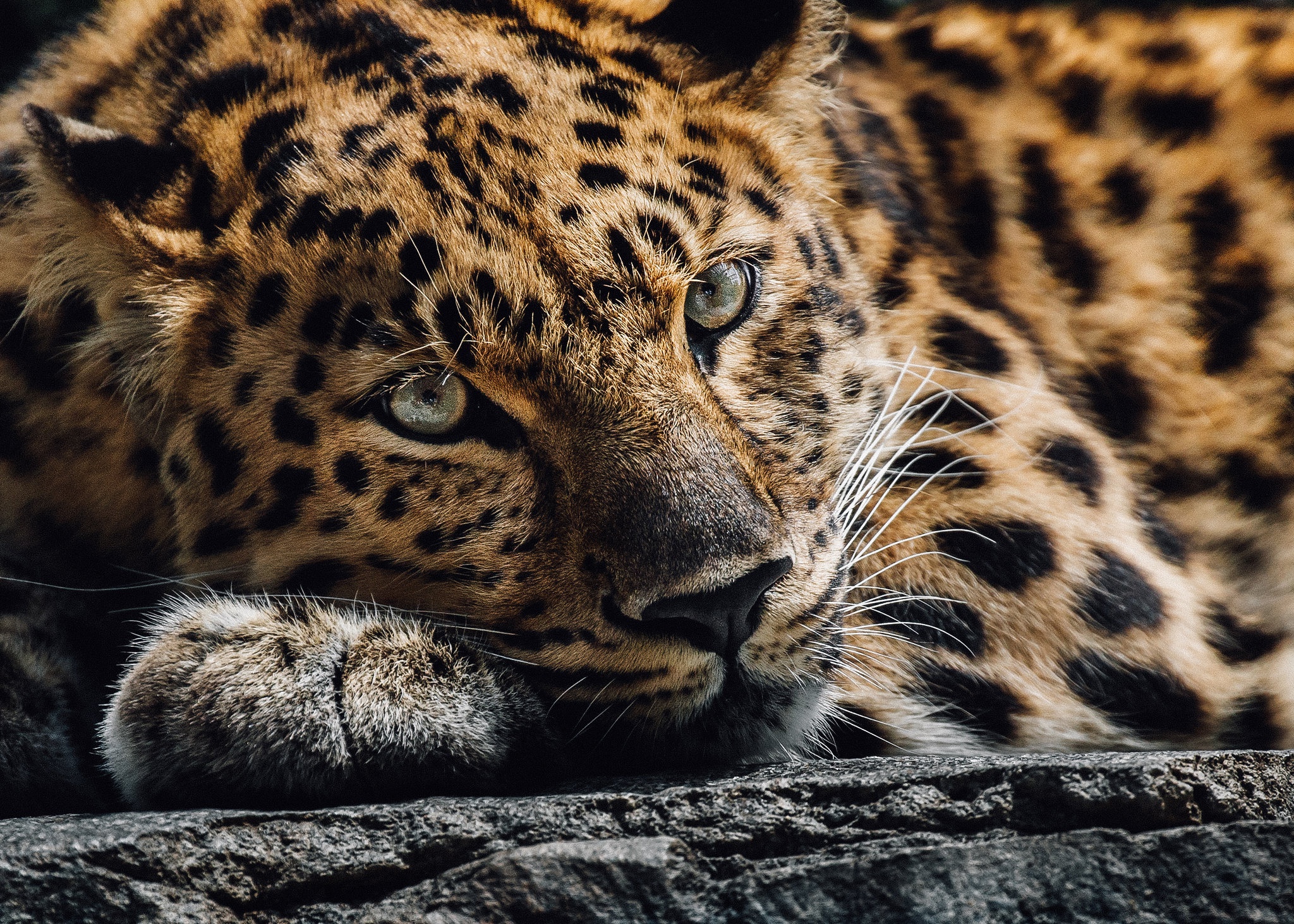 Download mobile wallpaper Cats, Leopard, Animal, Baby Animal, Cub for free.