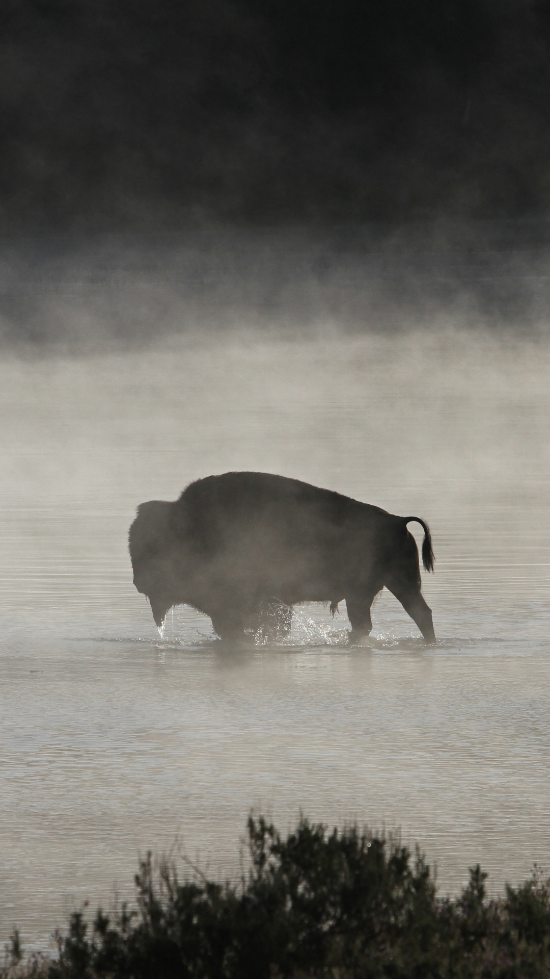 1250817 скачать обои животные, американский бизон, река, силуэт, чёрно белое, черно белый, млекопитающее, вода, туман - заставки и картинки бесплатно