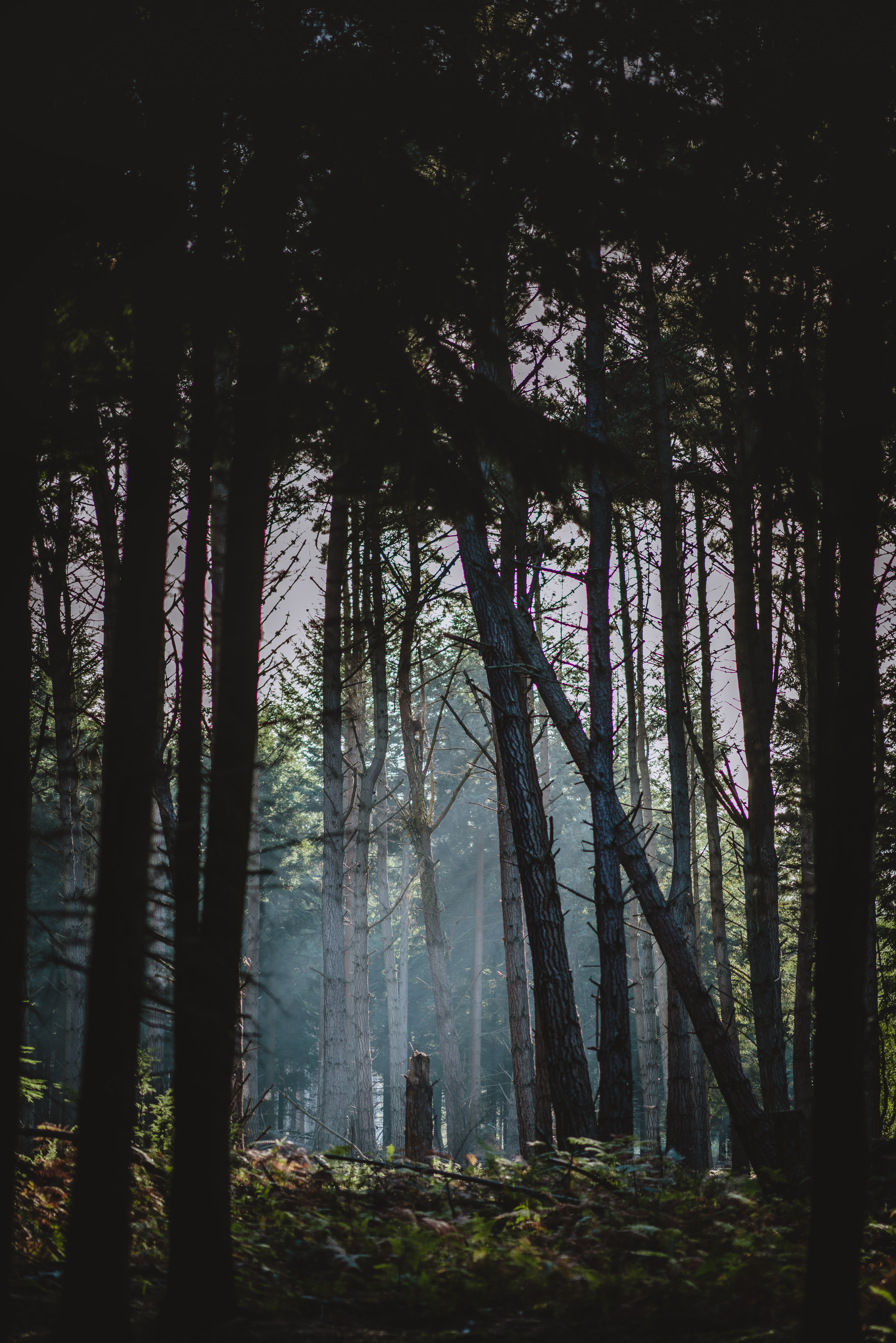 Laden Sie das Natur, Bäume, Wald, Nebel, Morgendämmerung, Sonnenlicht-Bild kostenlos auf Ihren PC-Desktop herunter
