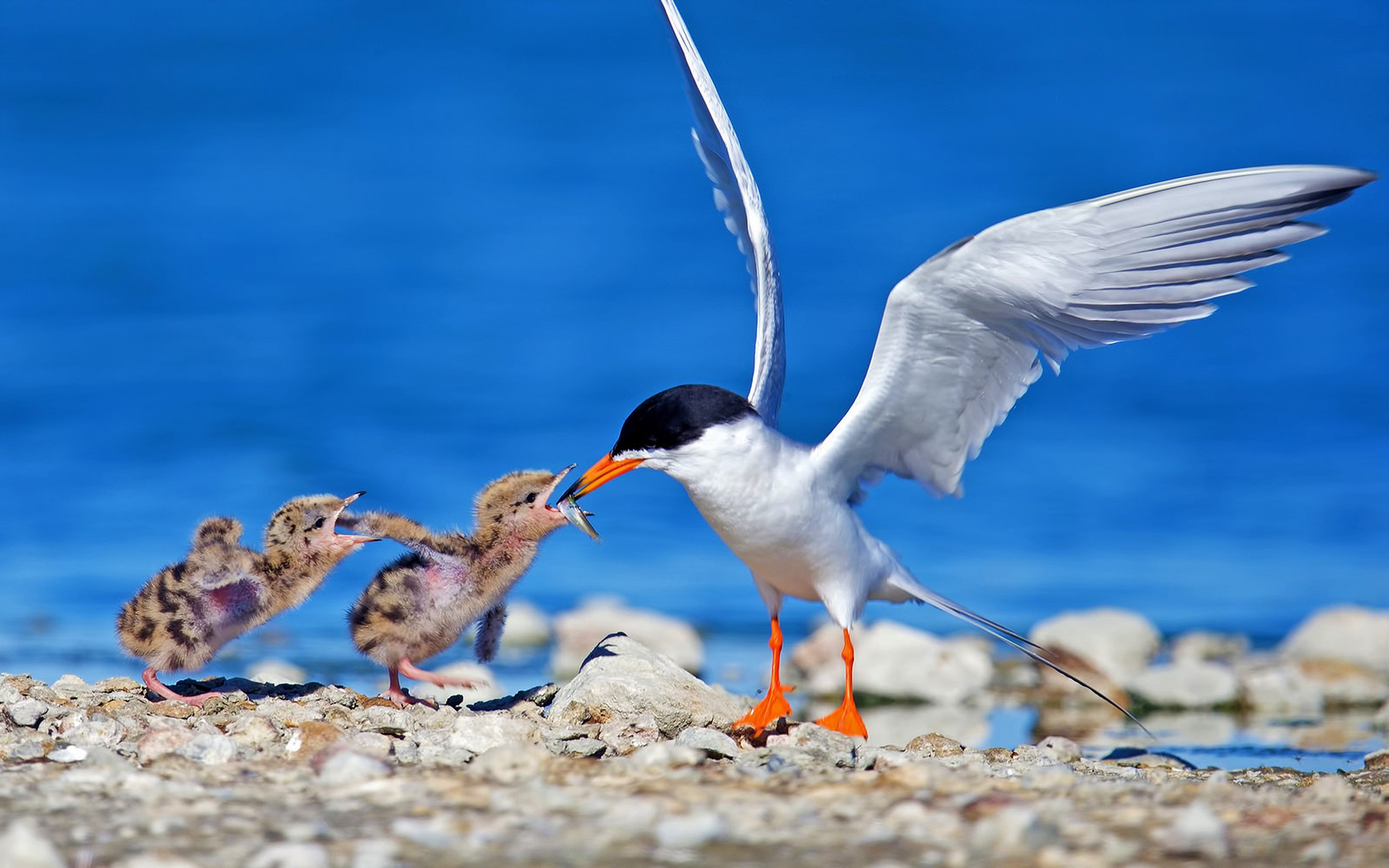 animal, tern, baby animal, bird, chick, eating, seagull, birds