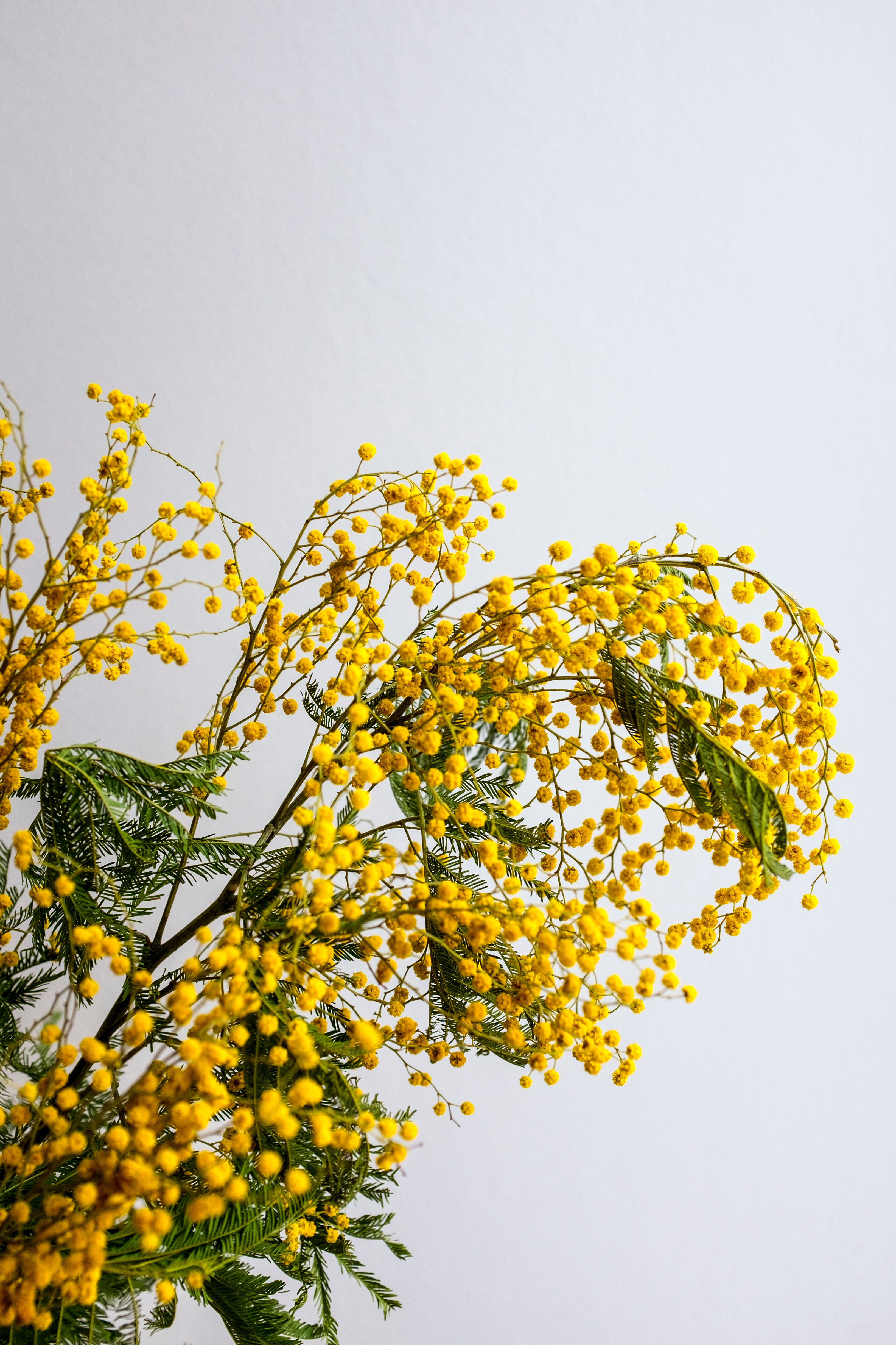 flowers, yellow, plant, branch, mimosa