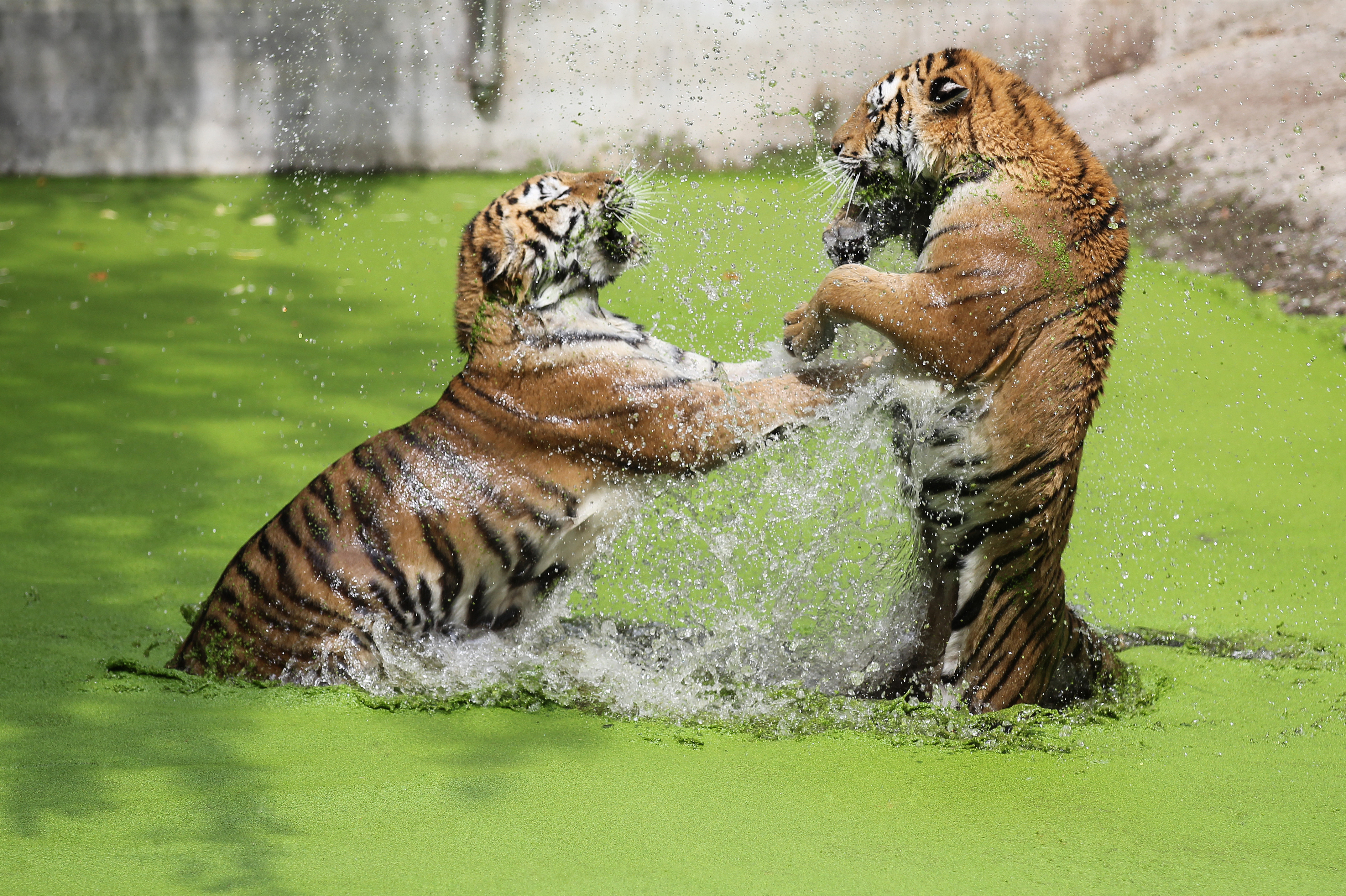 animal, tiger, playing, cats