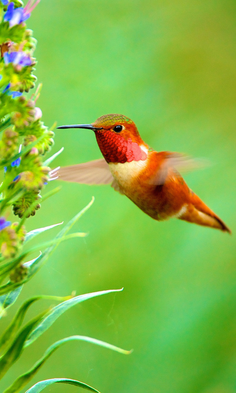 Download mobile wallpaper Birds, Flower, Bird, Animal, Flying, Hummingbird for free.