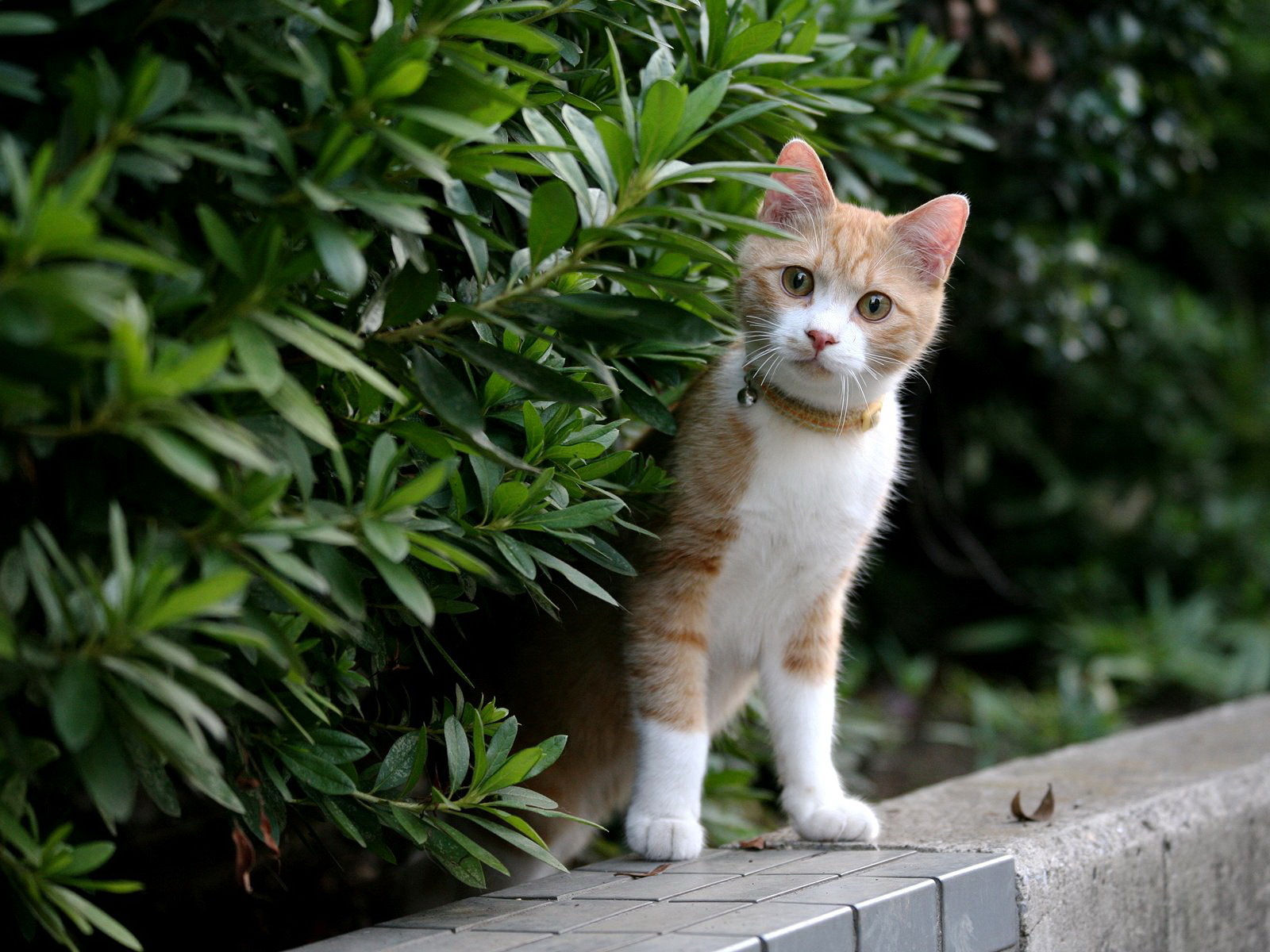 Laden Sie das Tiere, Katzen, Katze-Bild kostenlos auf Ihren PC-Desktop herunter