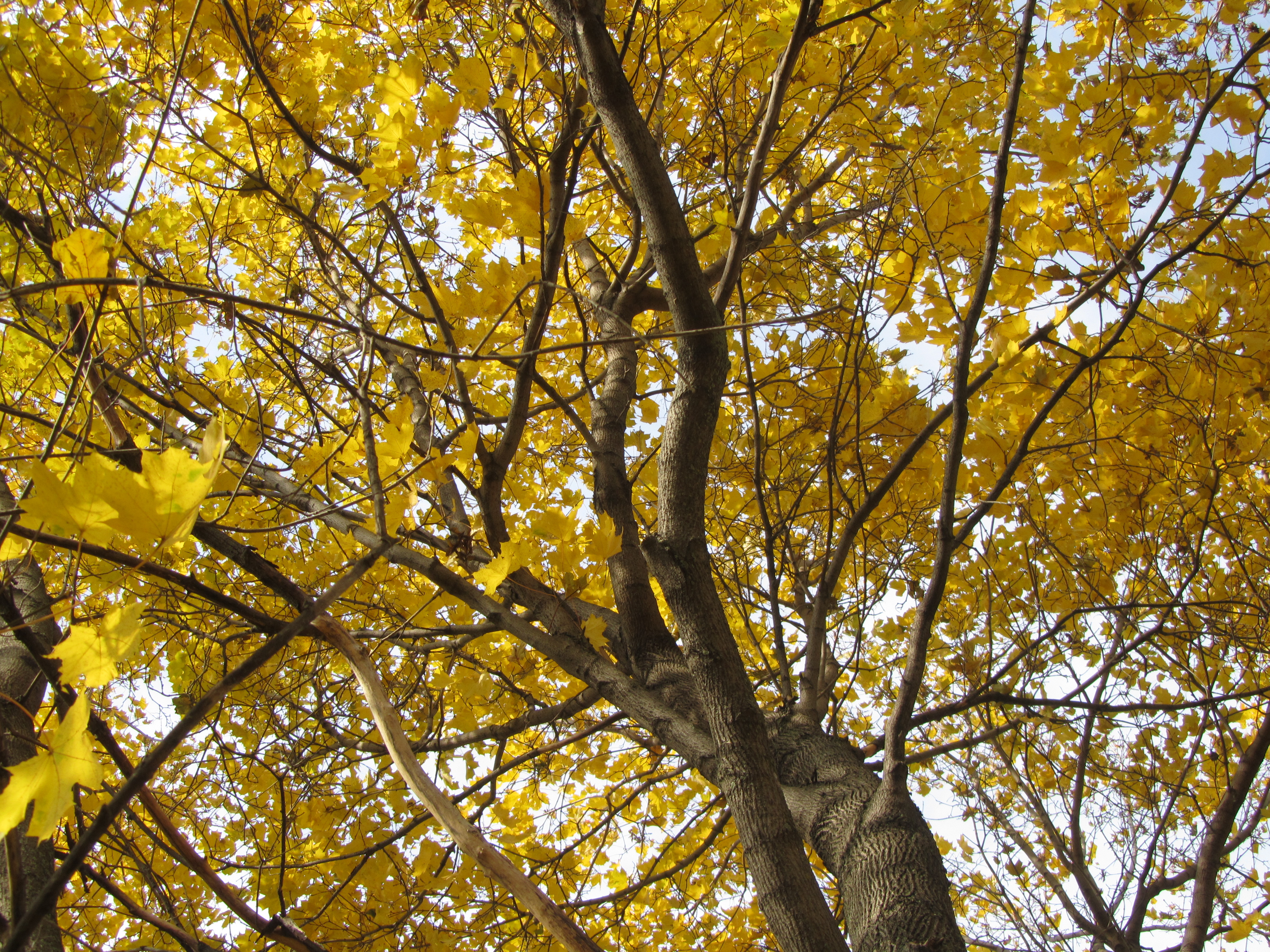 PCデスクトップに木, 秋, 葉, 地球画像を無料でダウンロード