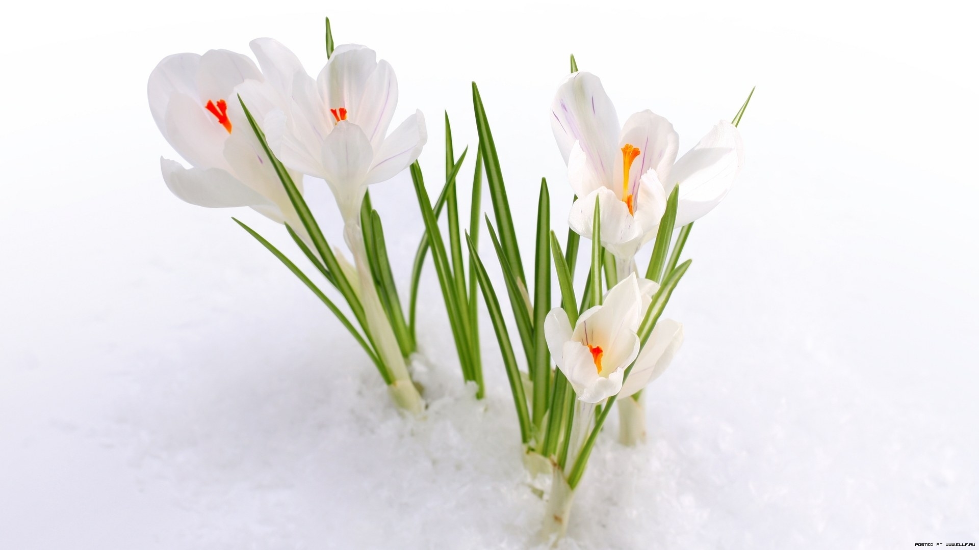 Baixar papel de parede para celular de Flores, Neve, Snowdrops, Plantas gratuito.