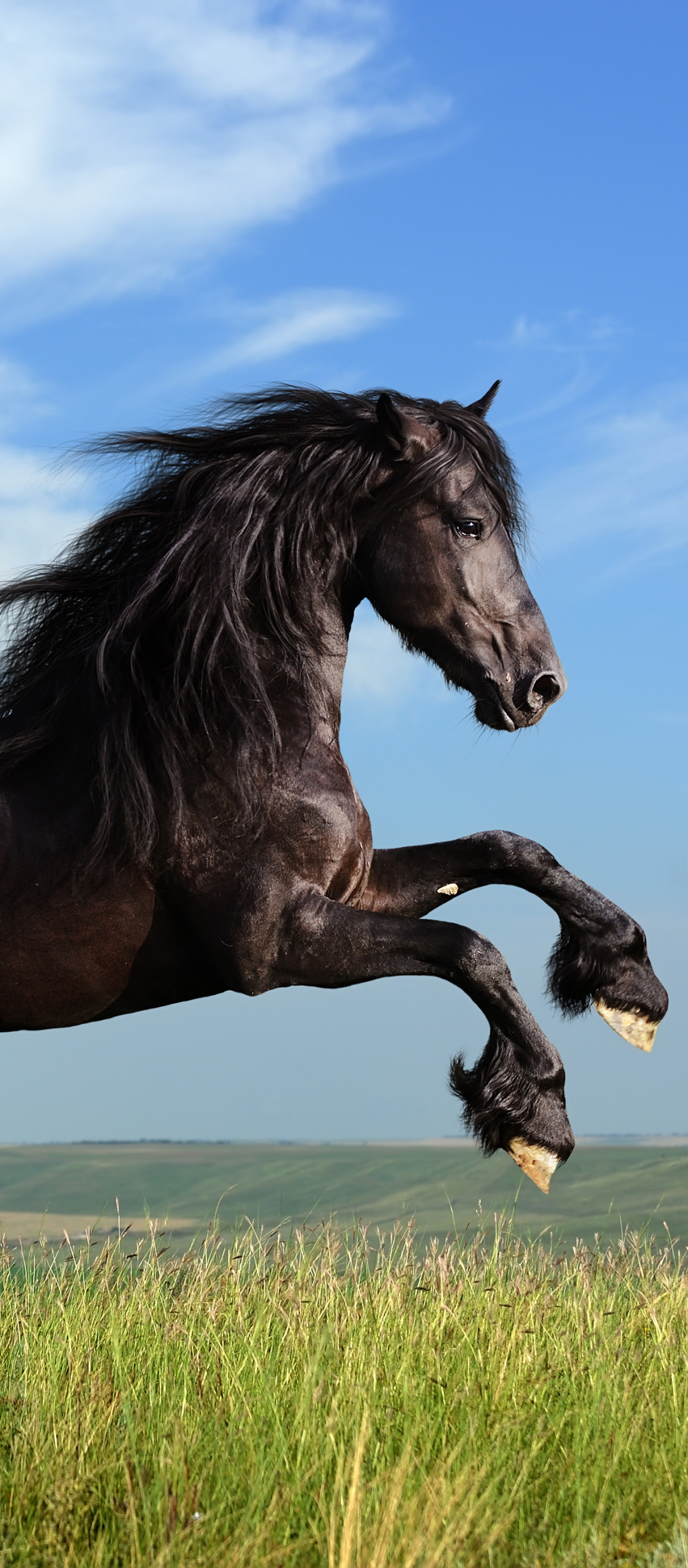 1418280 скачать обои животные, фризская лошадь - заставки и картинки бесплатно