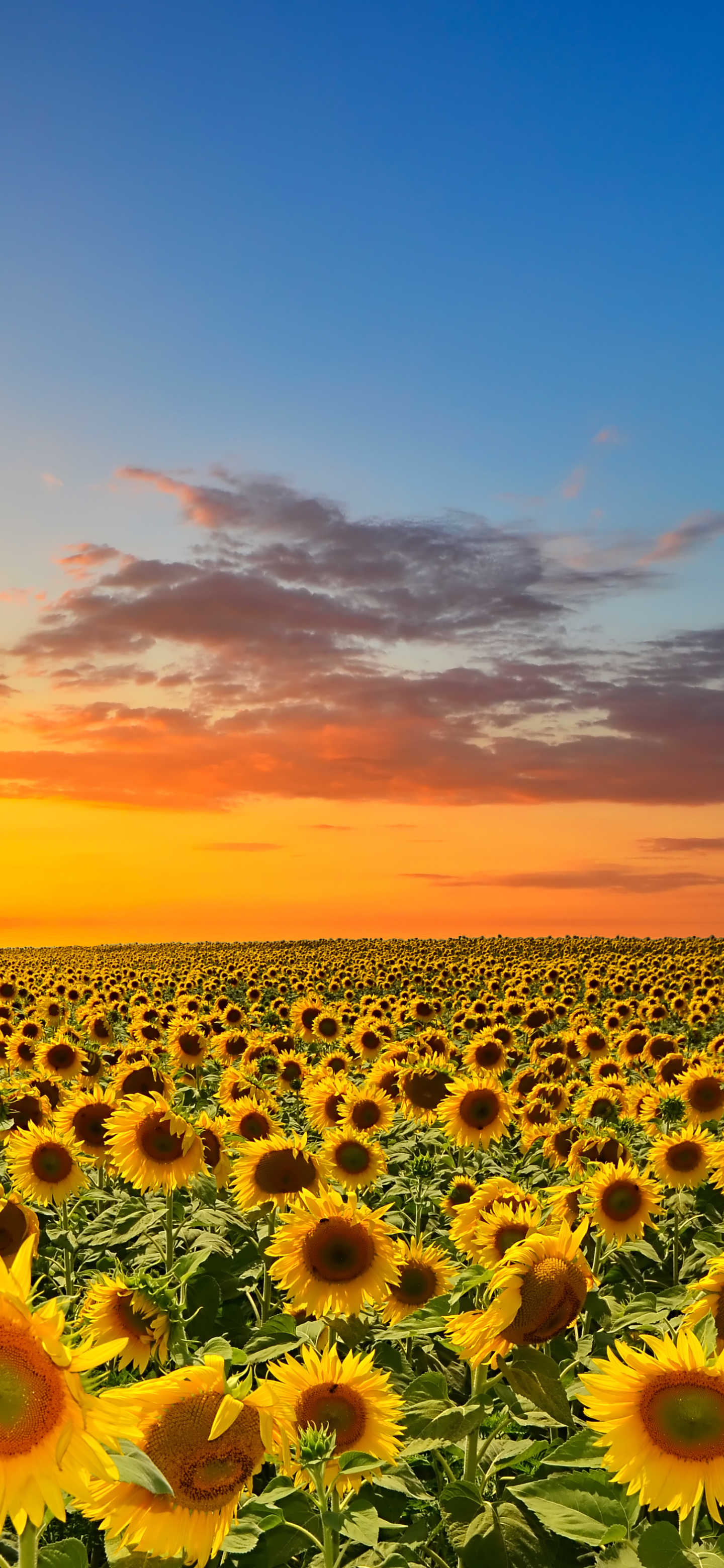 Handy-Wallpaper Blumen, Sonnenblume, Erde/natur kostenlos herunterladen.