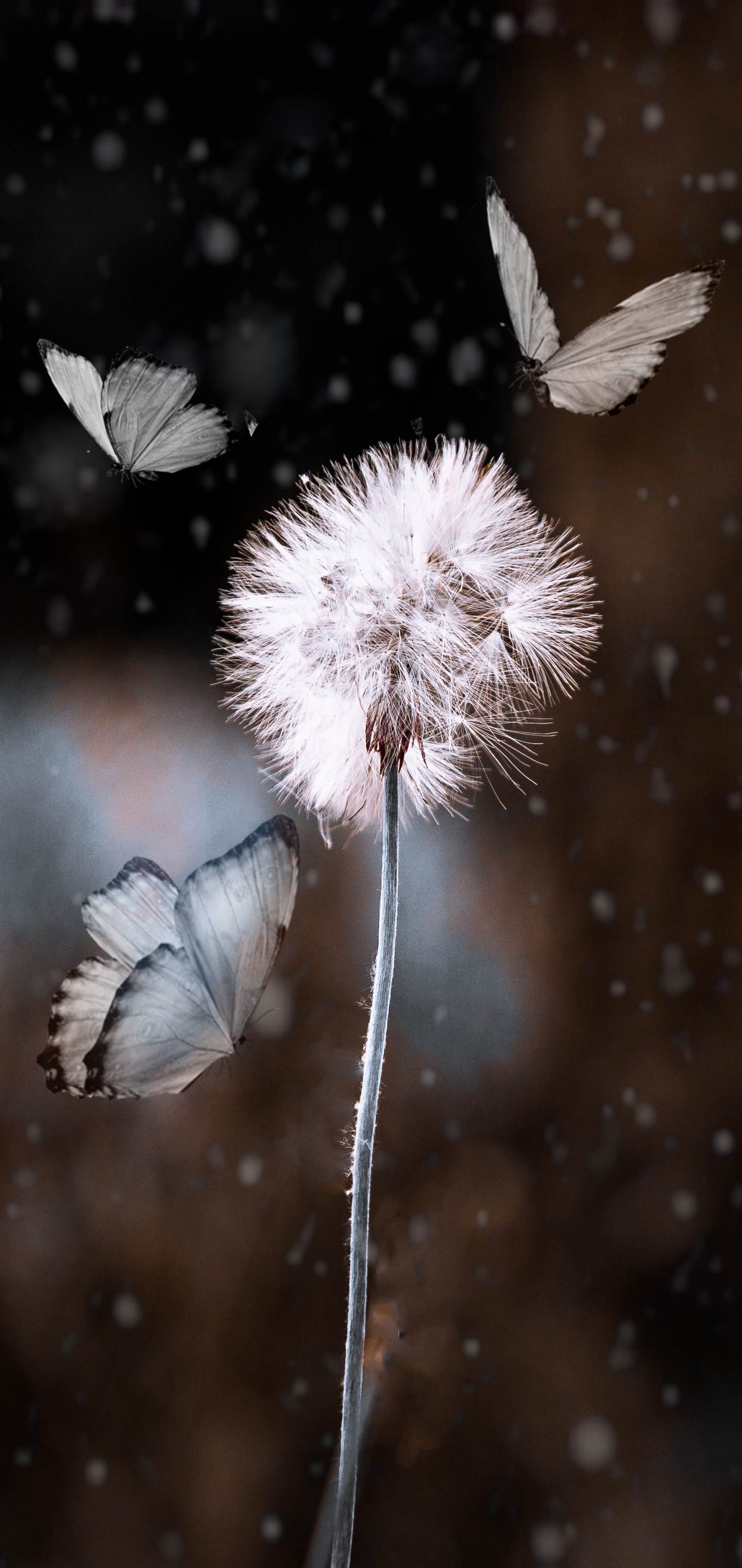 Download mobile wallpaper Macro, Insect, Butterfly, Animal, Dandelion for free.