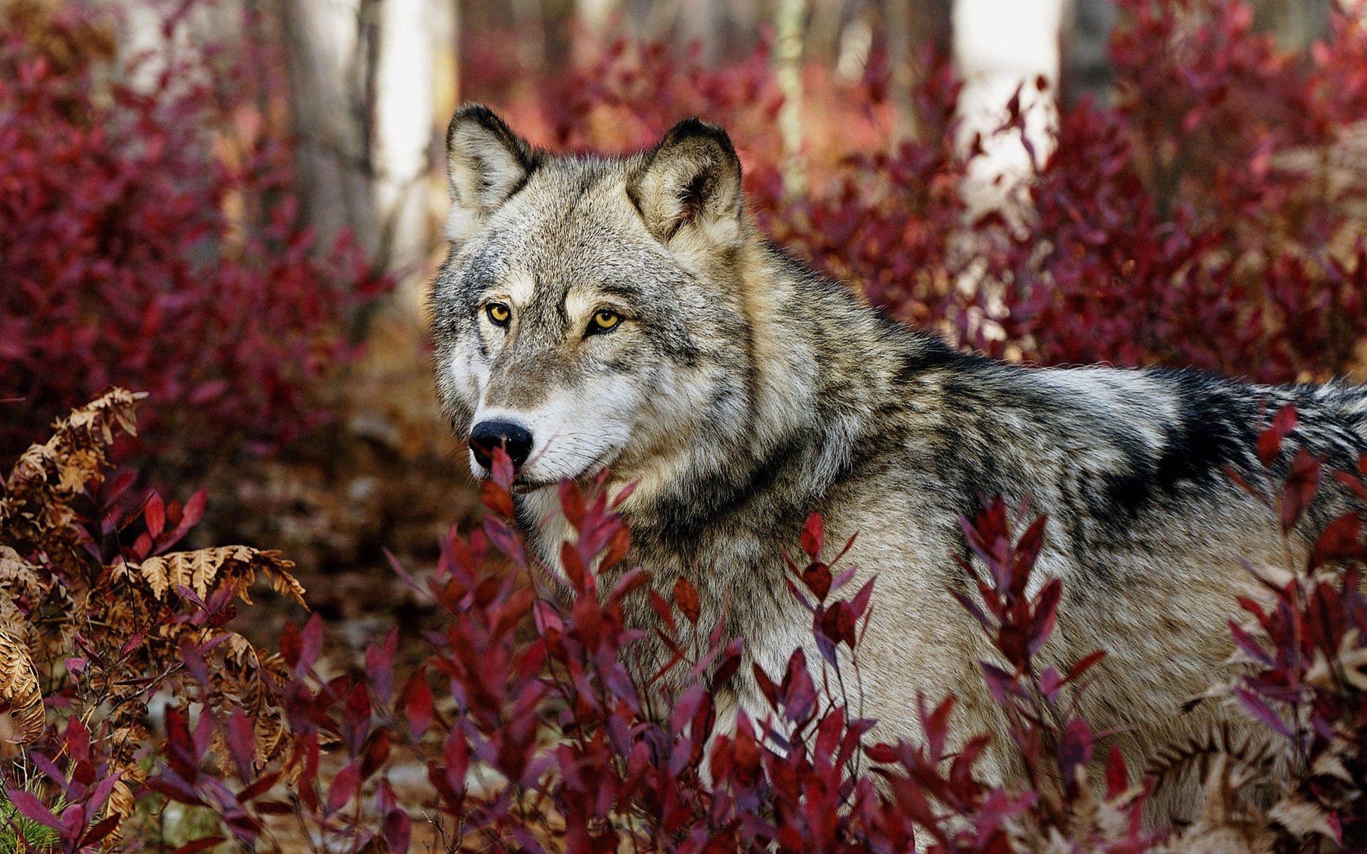 168219 descargar imagen animales, lobo, wolves: fondos de pantalla y protectores de pantalla gratis
