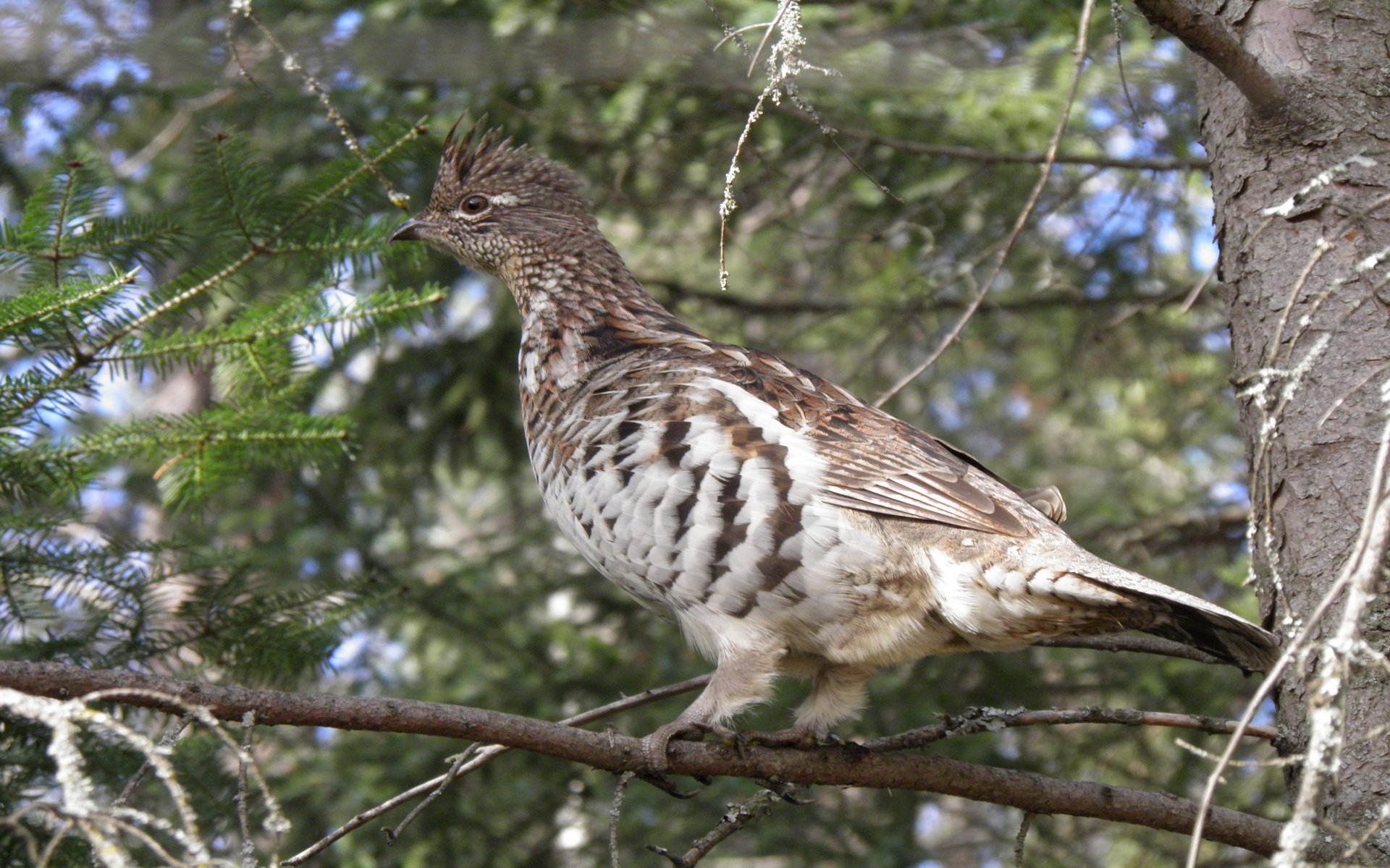 無料モバイル壁紙鳥, 動物をダウンロードします。