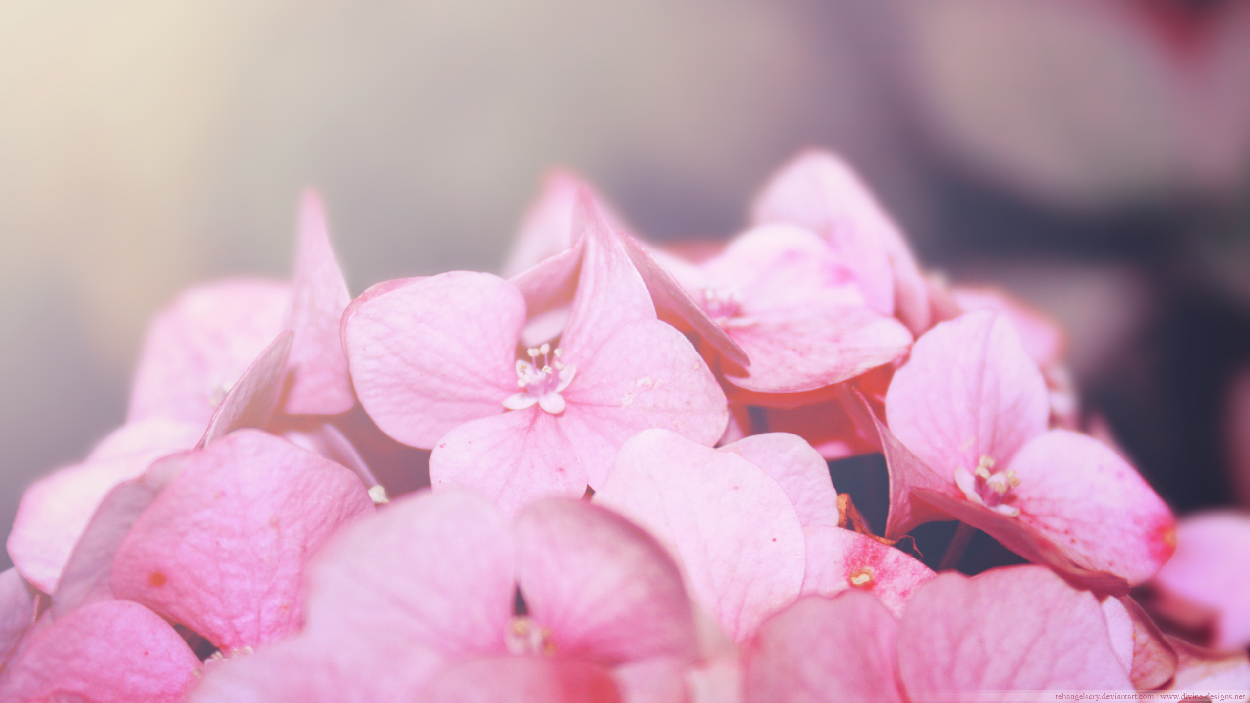 Laden Sie das Blumen, Blume, Hortensien, Erde/natur-Bild kostenlos auf Ihren PC-Desktop herunter