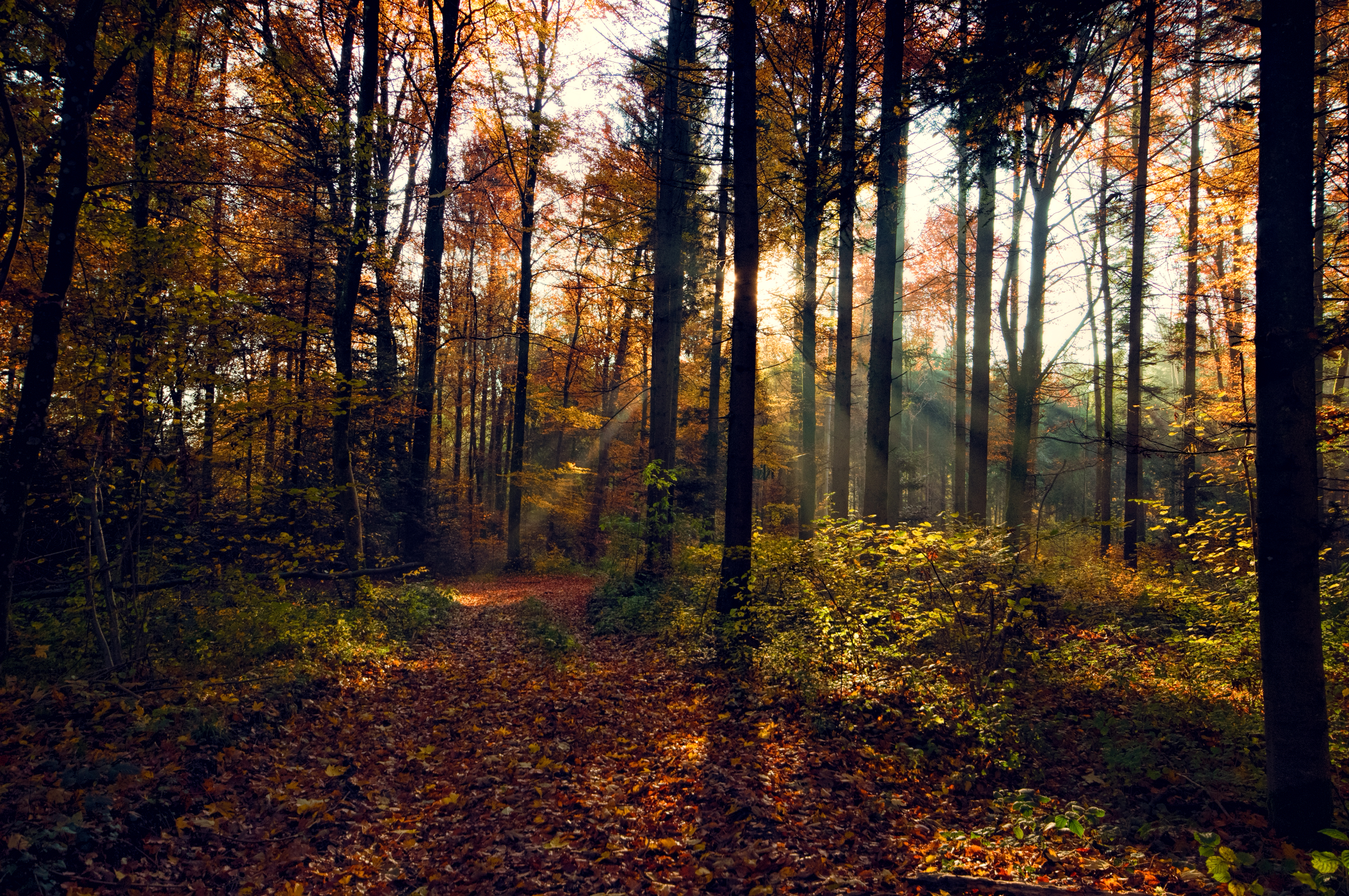Free download wallpaper Nature, Forest, Tree, Fall, Earth, Path, Sunbeam on your PC desktop