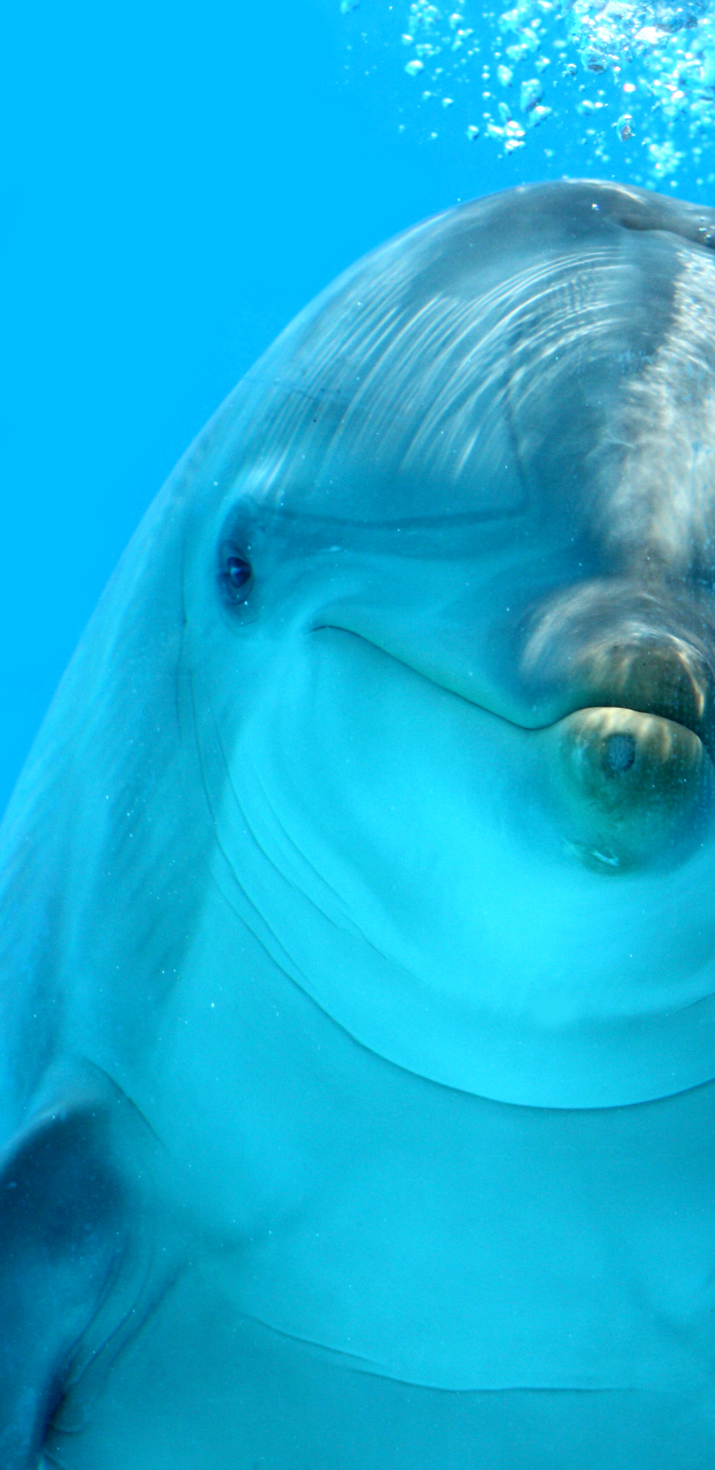 Téléchargez des papiers peints mobile Animaux, Dauphin gratuitement.