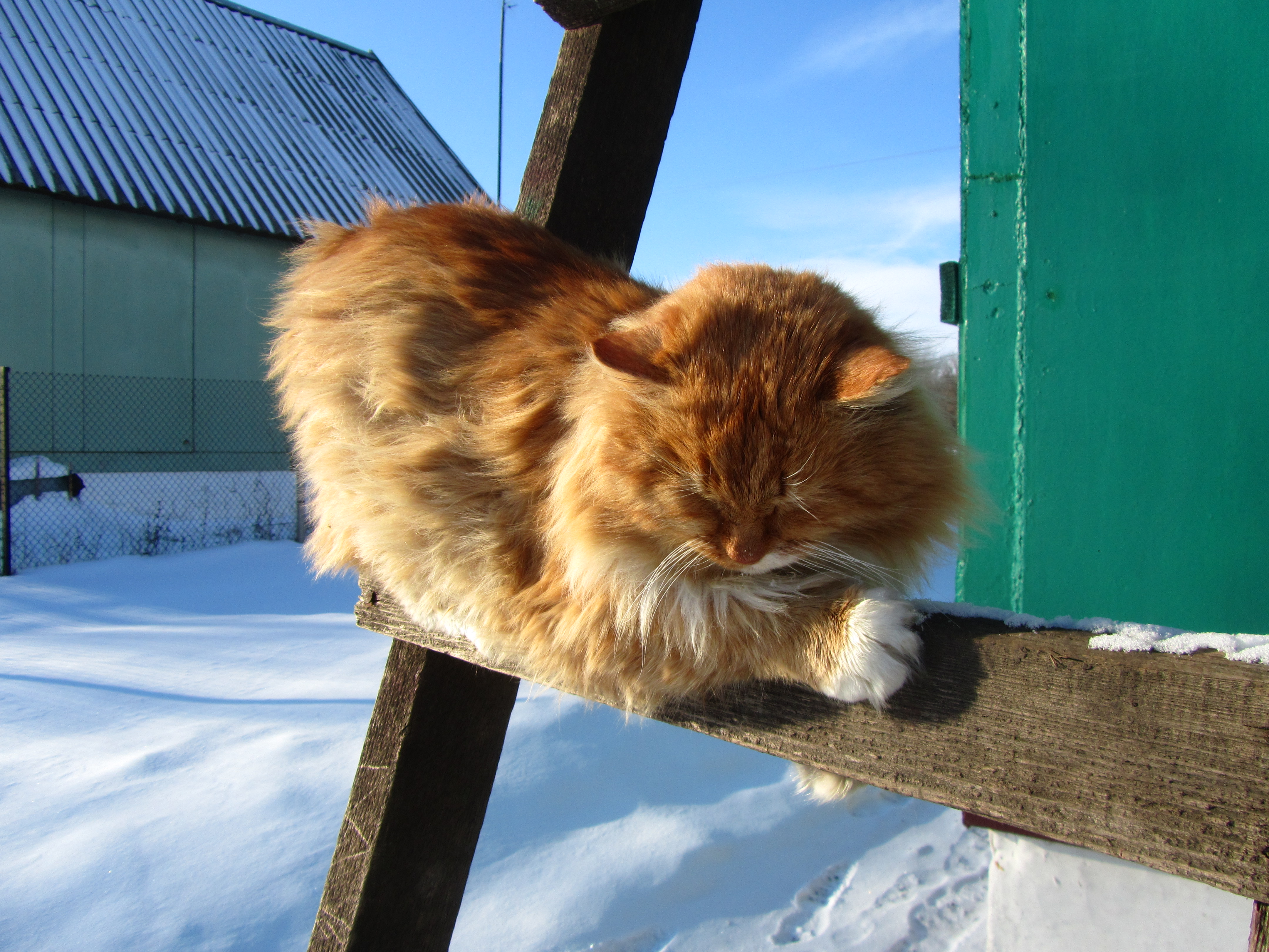 Descarga gratuita de fondo de pantalla para móvil de Animales, Gato.