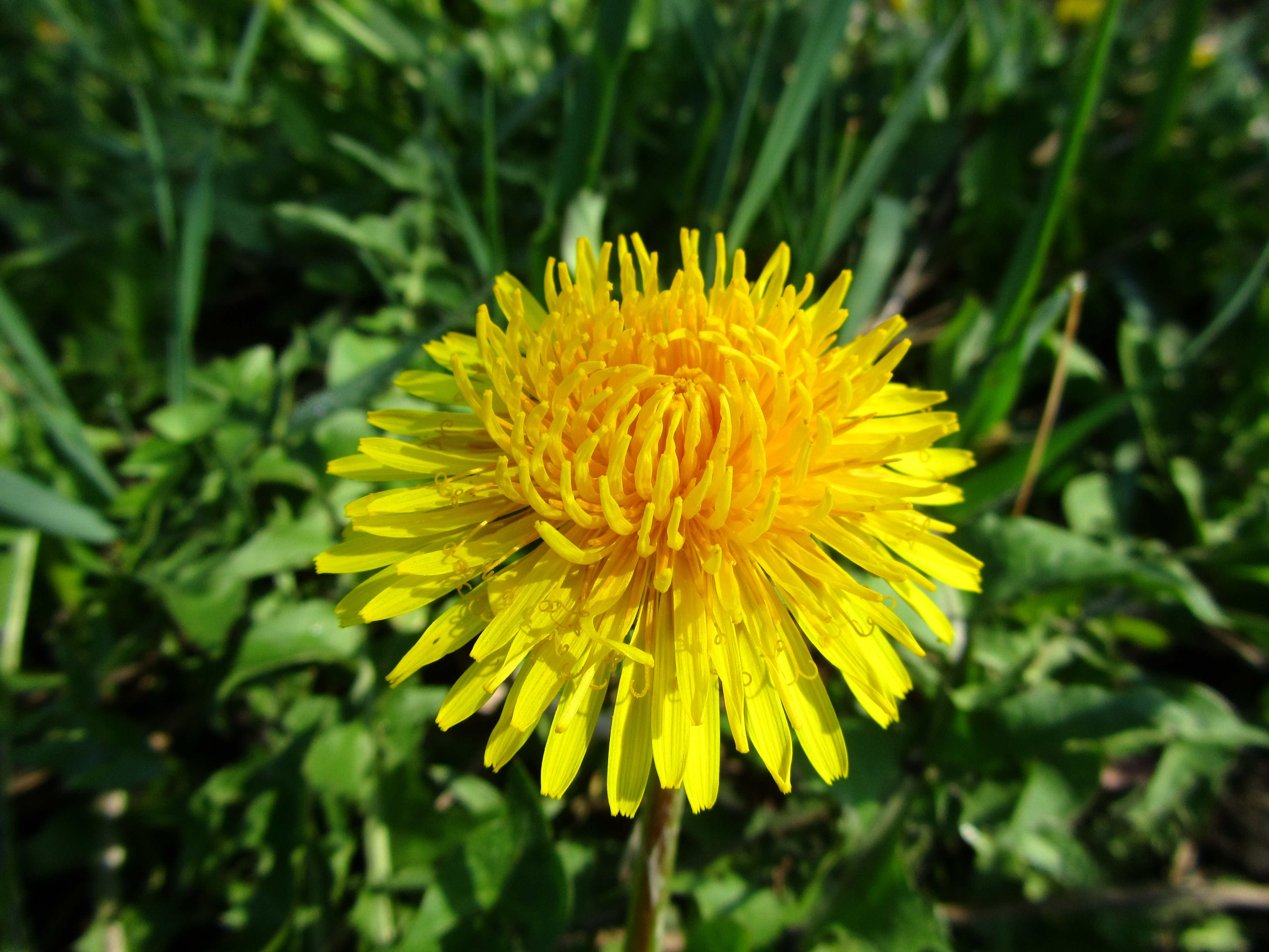 Téléchargez des papiers peints mobile Fleur, Terre/nature gratuitement.