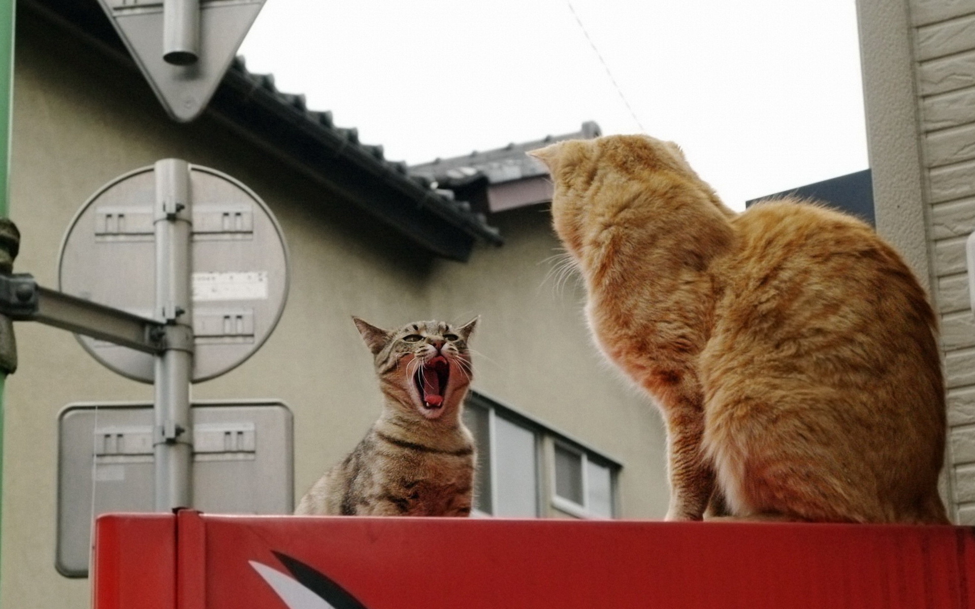 Descarga gratuita de fondo de pantalla para móvil de Animales, Gatos, Gato.