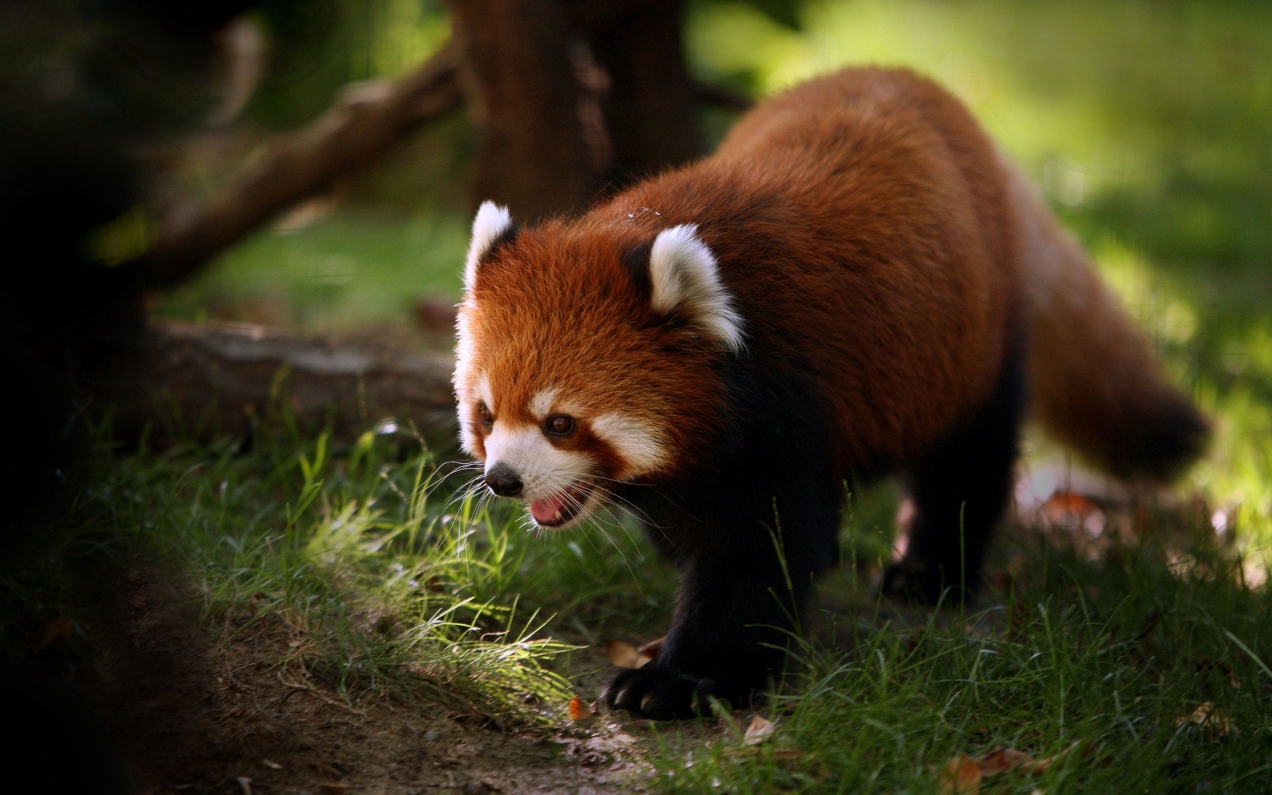 Free download wallpaper Muzzle, Stroll, Red Panda, Animals, Wool on your PC desktop