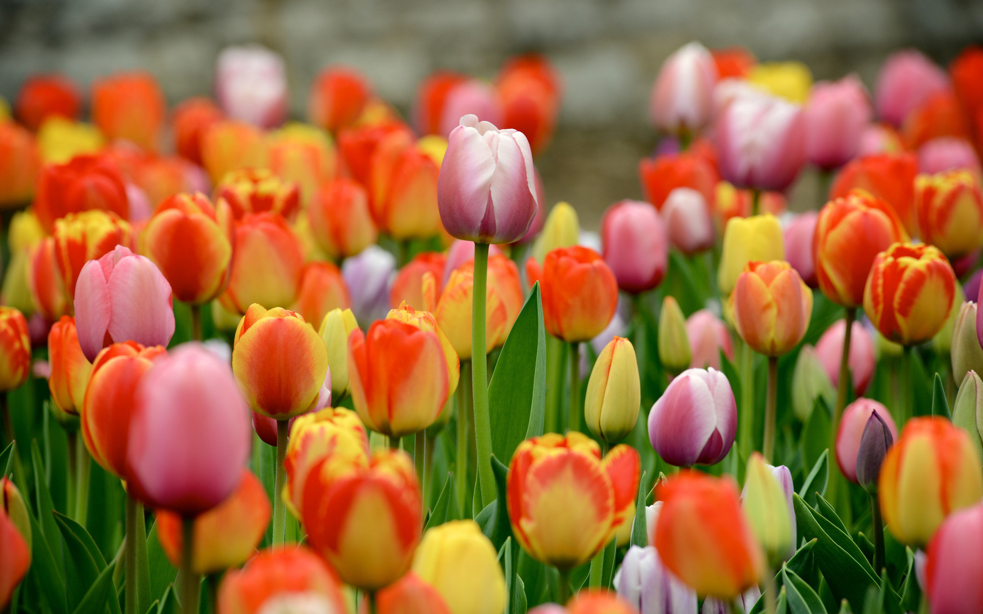 Download mobile wallpaper Tulip, Flowers, Earth for free.