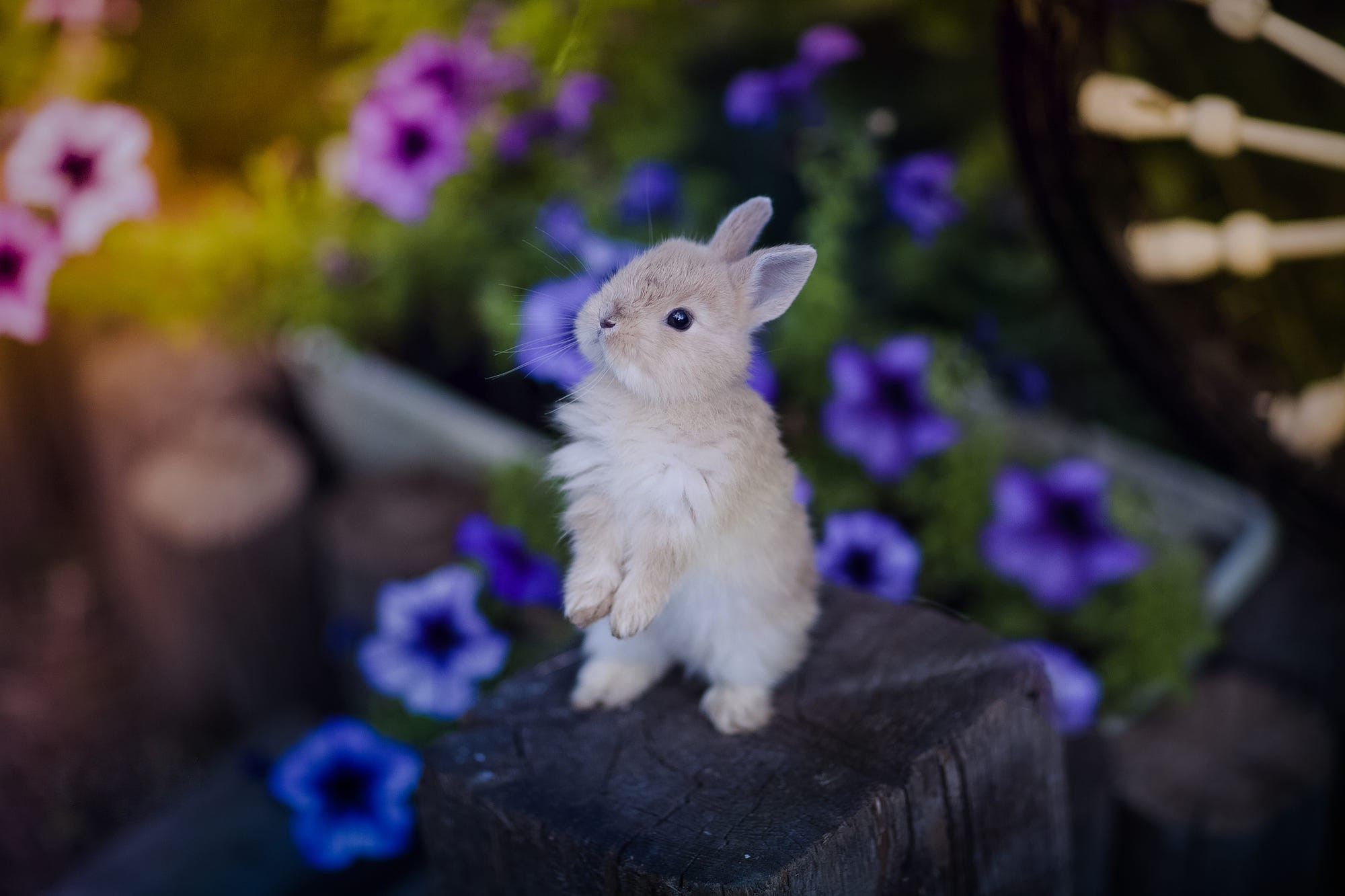 Téléchargez gratuitement l'image Animaux, Lapin sur le bureau de votre PC