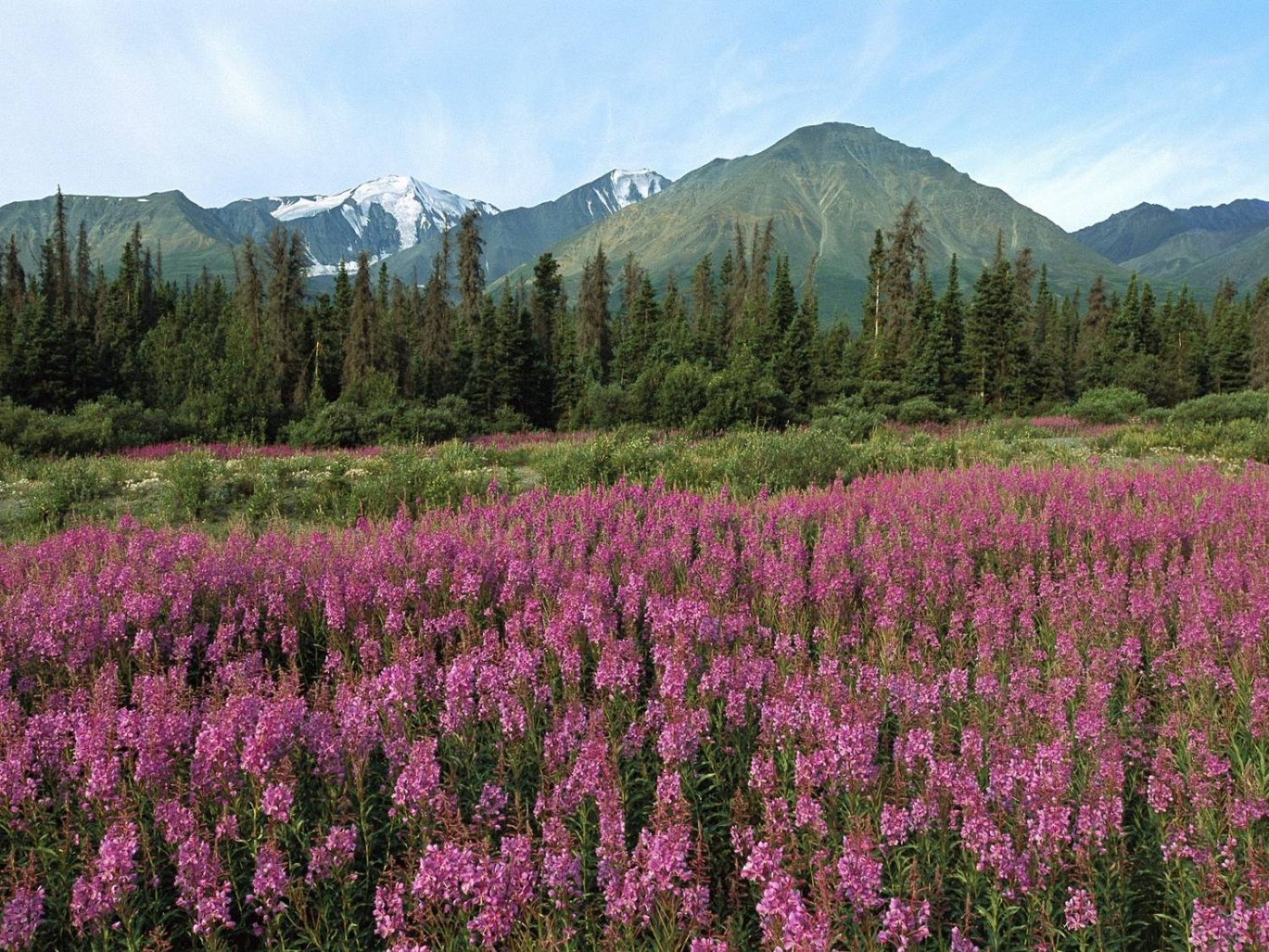 Free download wallpaper Landscape, Mountains, Flowers on your PC desktop